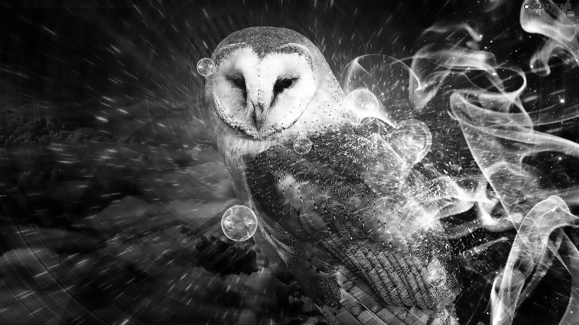 effects, owl, snow