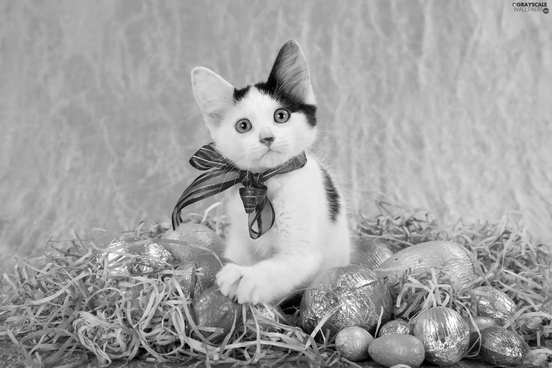 eggs, Easter, cat