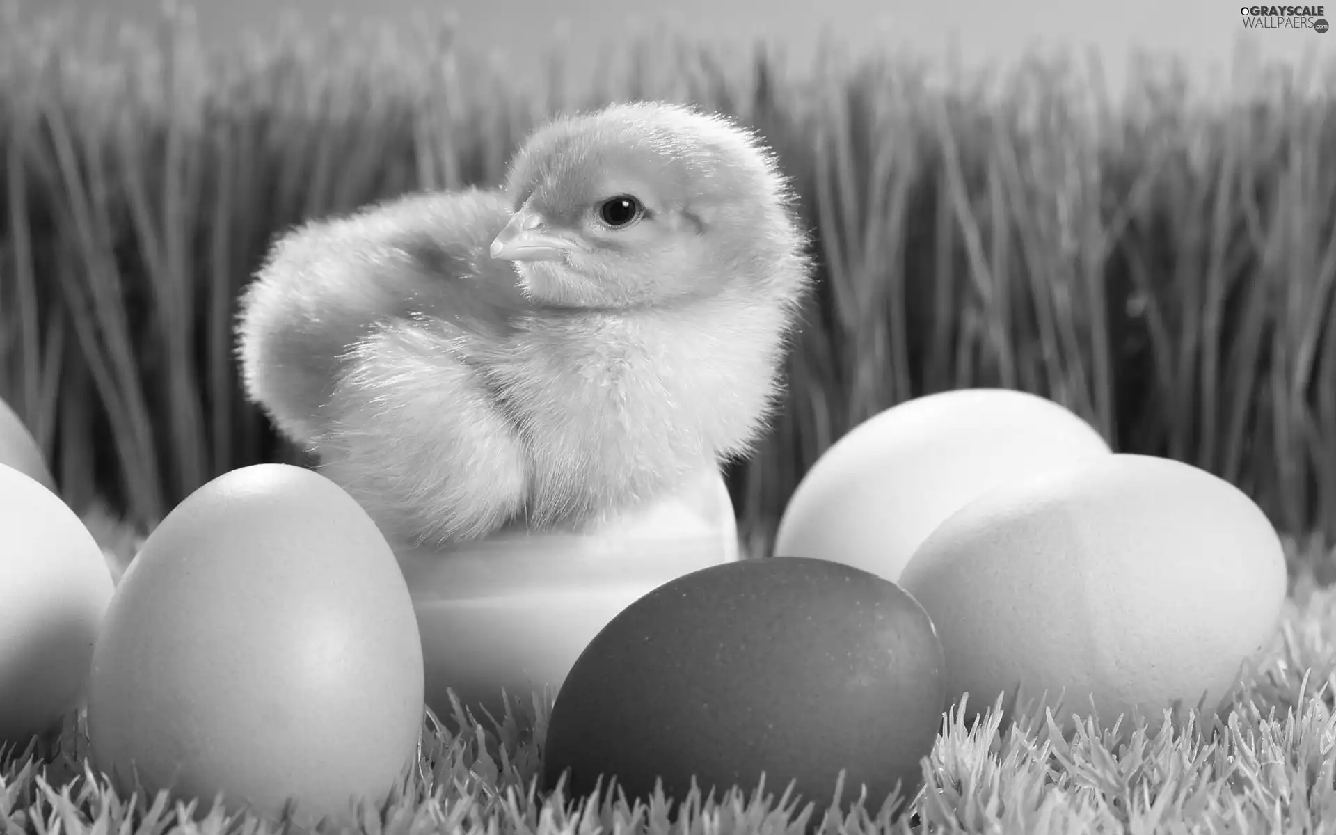 eggs, Easter, chicken