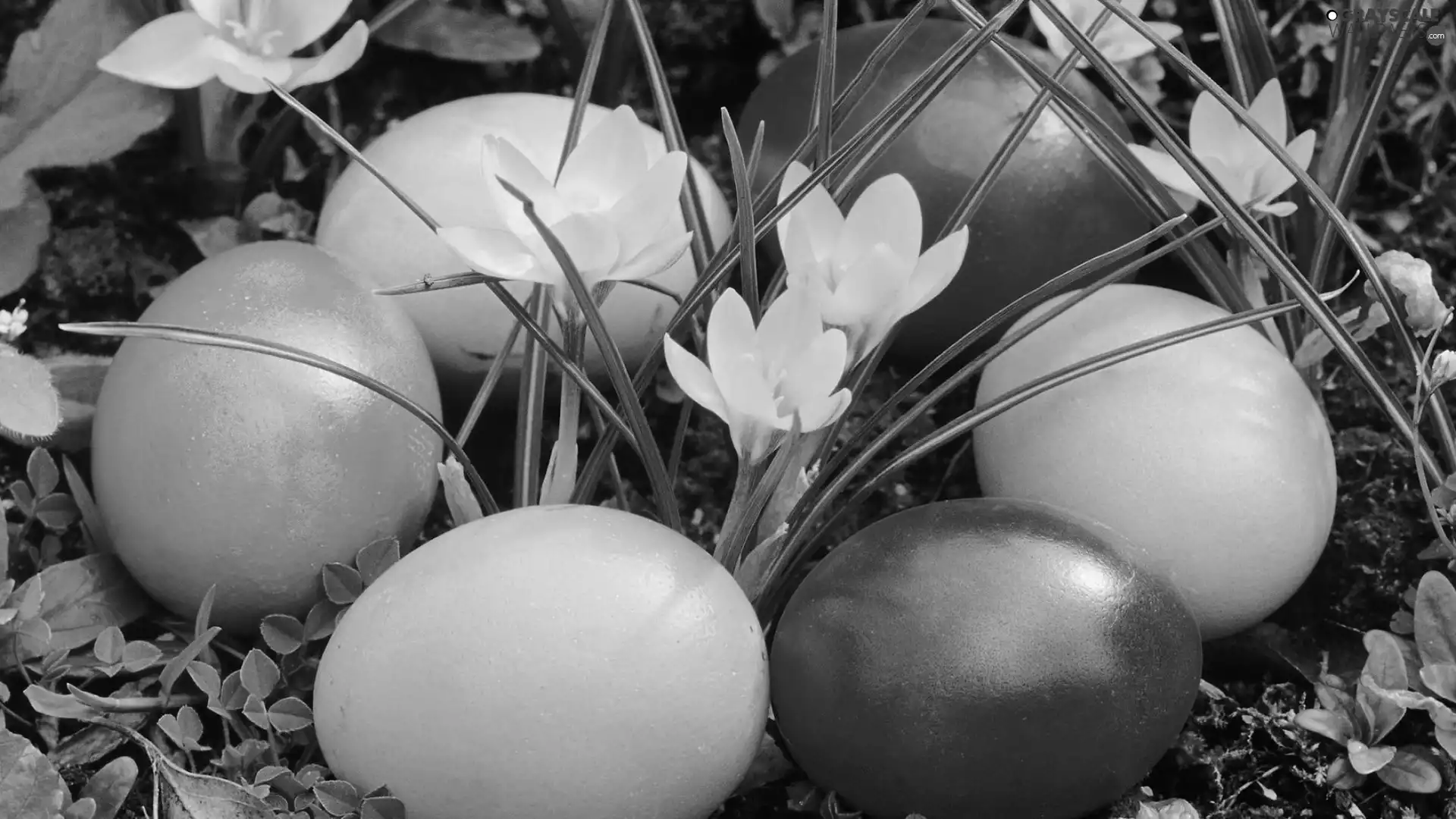Easter, crocuses, eggs, Yellow