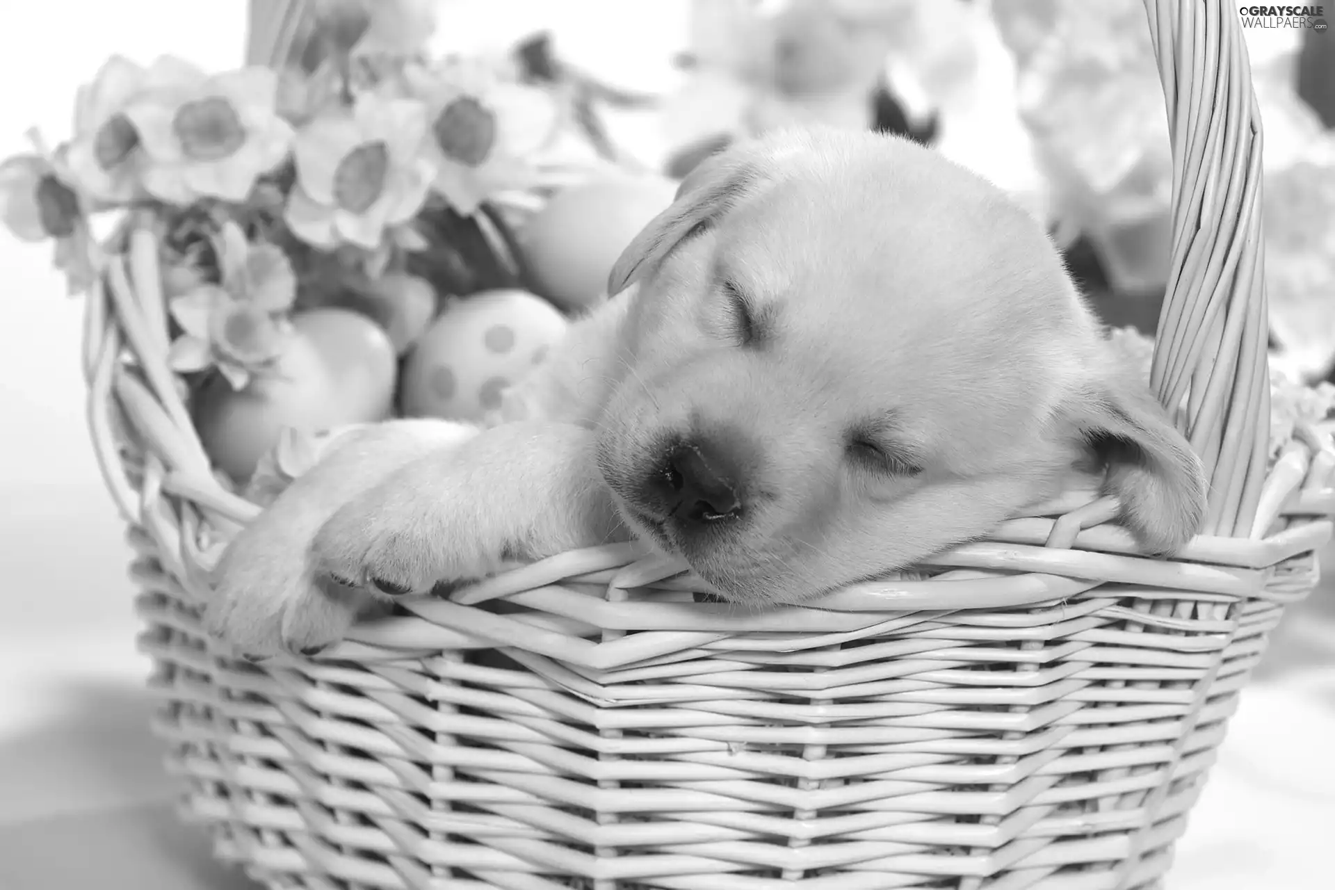 Puppy, basket, eggs, dream