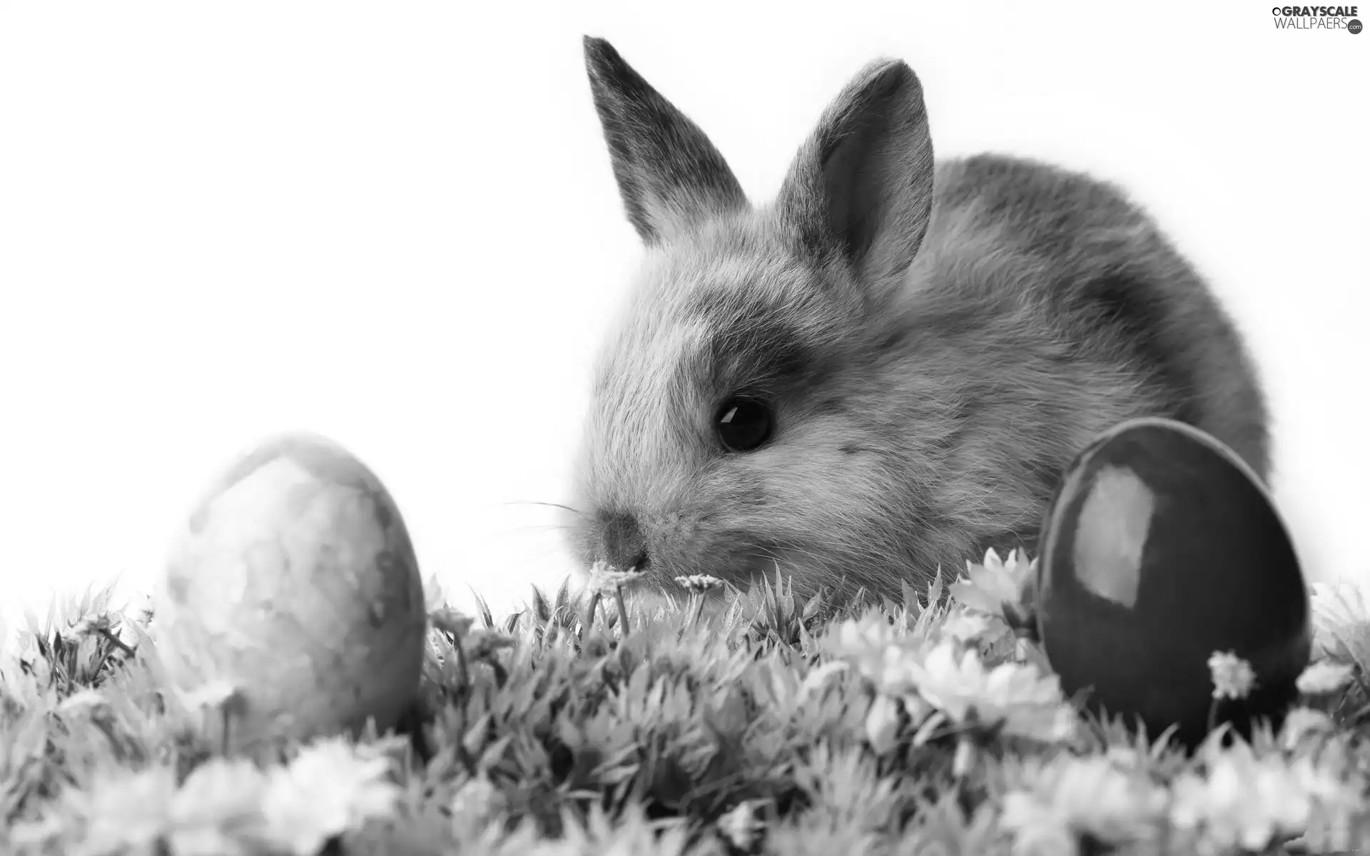 eggs, Rabbit, grass, easter, Green