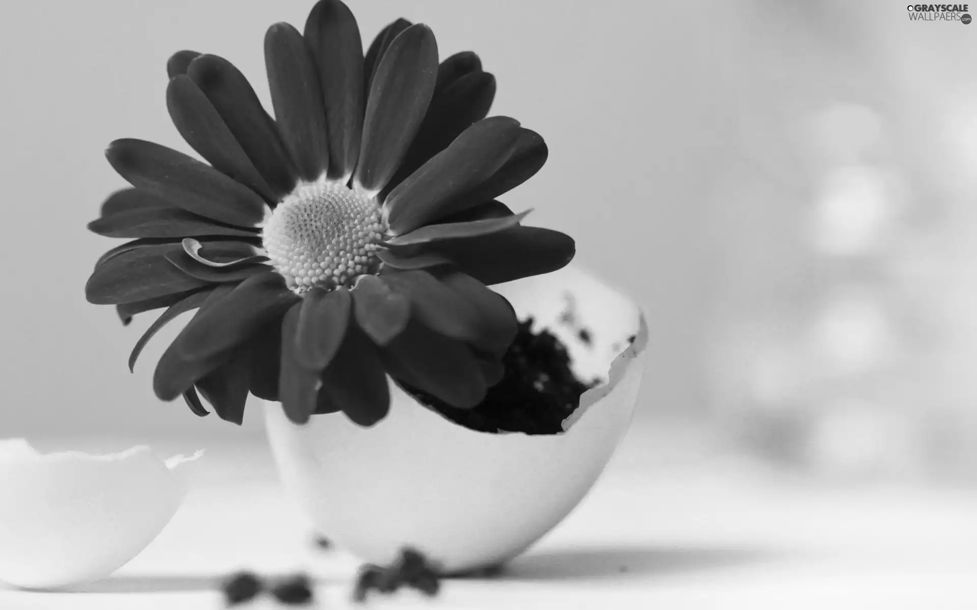 eggs, Gerbera, shell