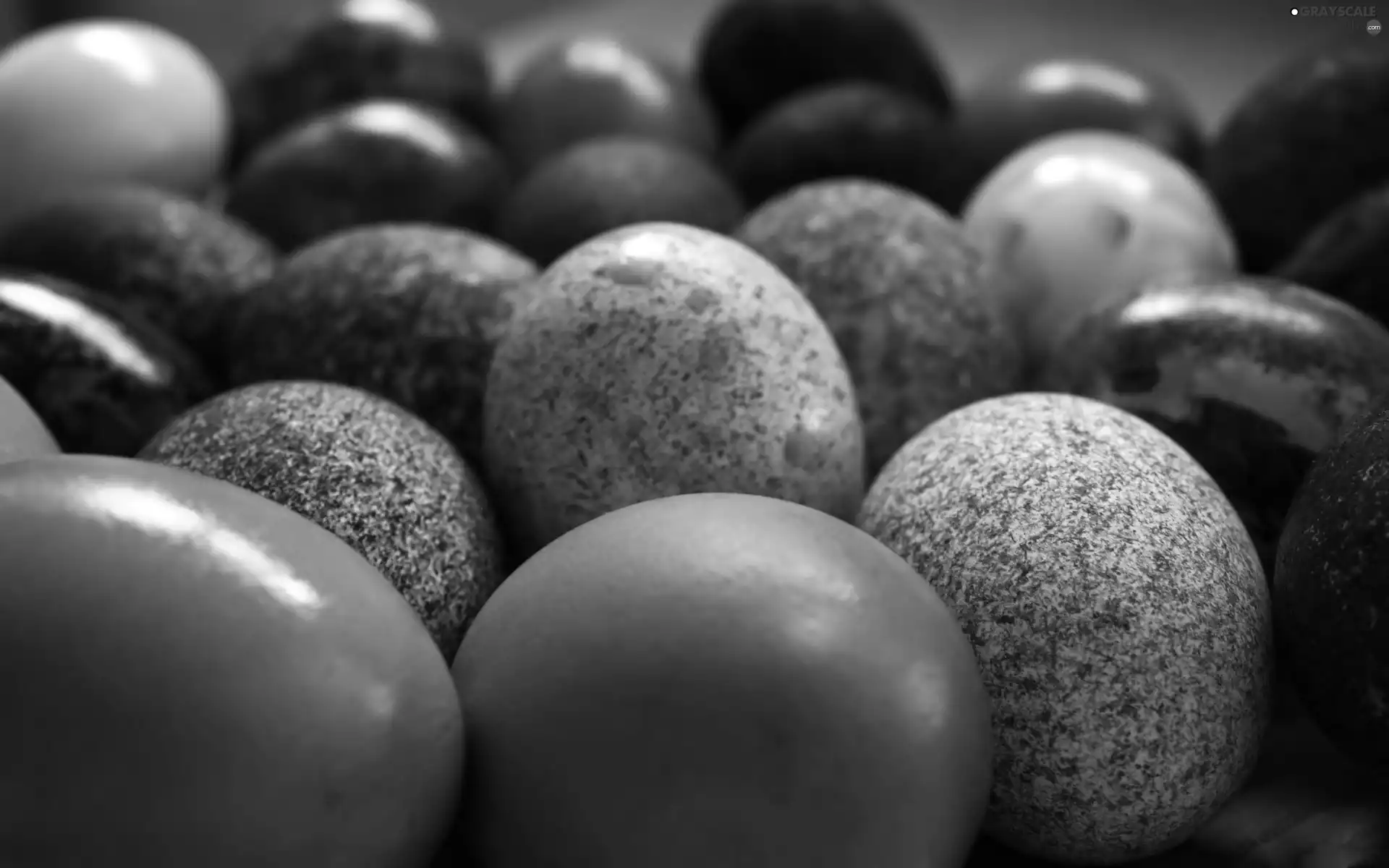 eggs
