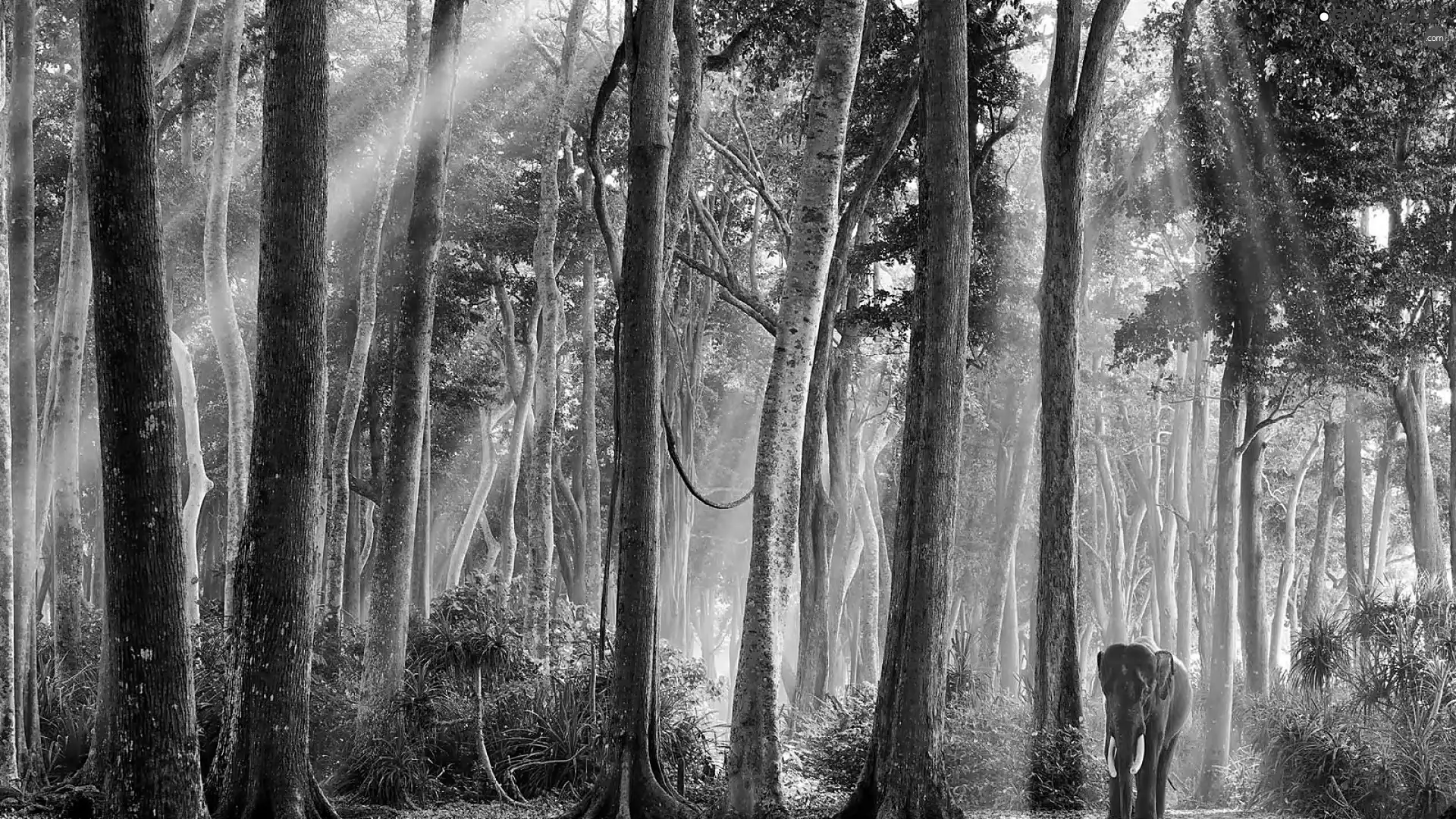 Elephant, asiatic, rays, sun, forest