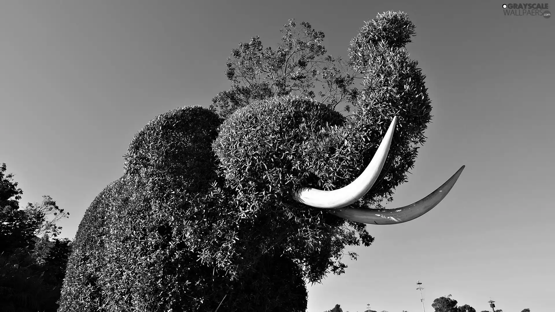 elephant, canines, green, shape, Bush