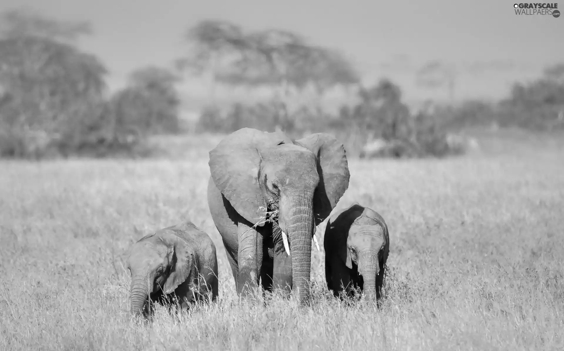Baby Elephant, Elephants, elephant