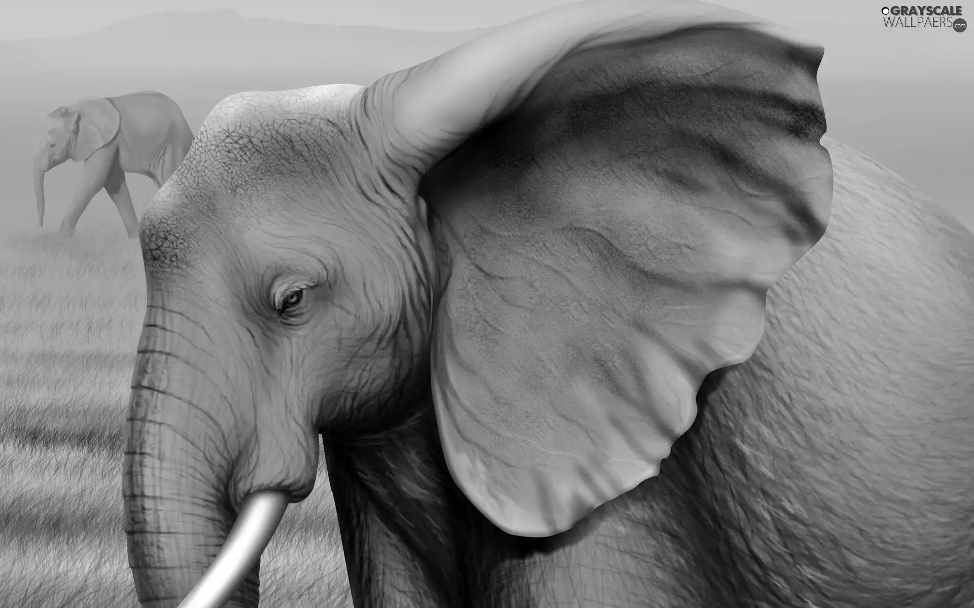 Elephants