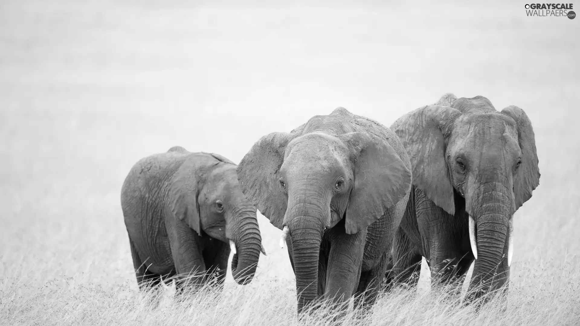 Elephants