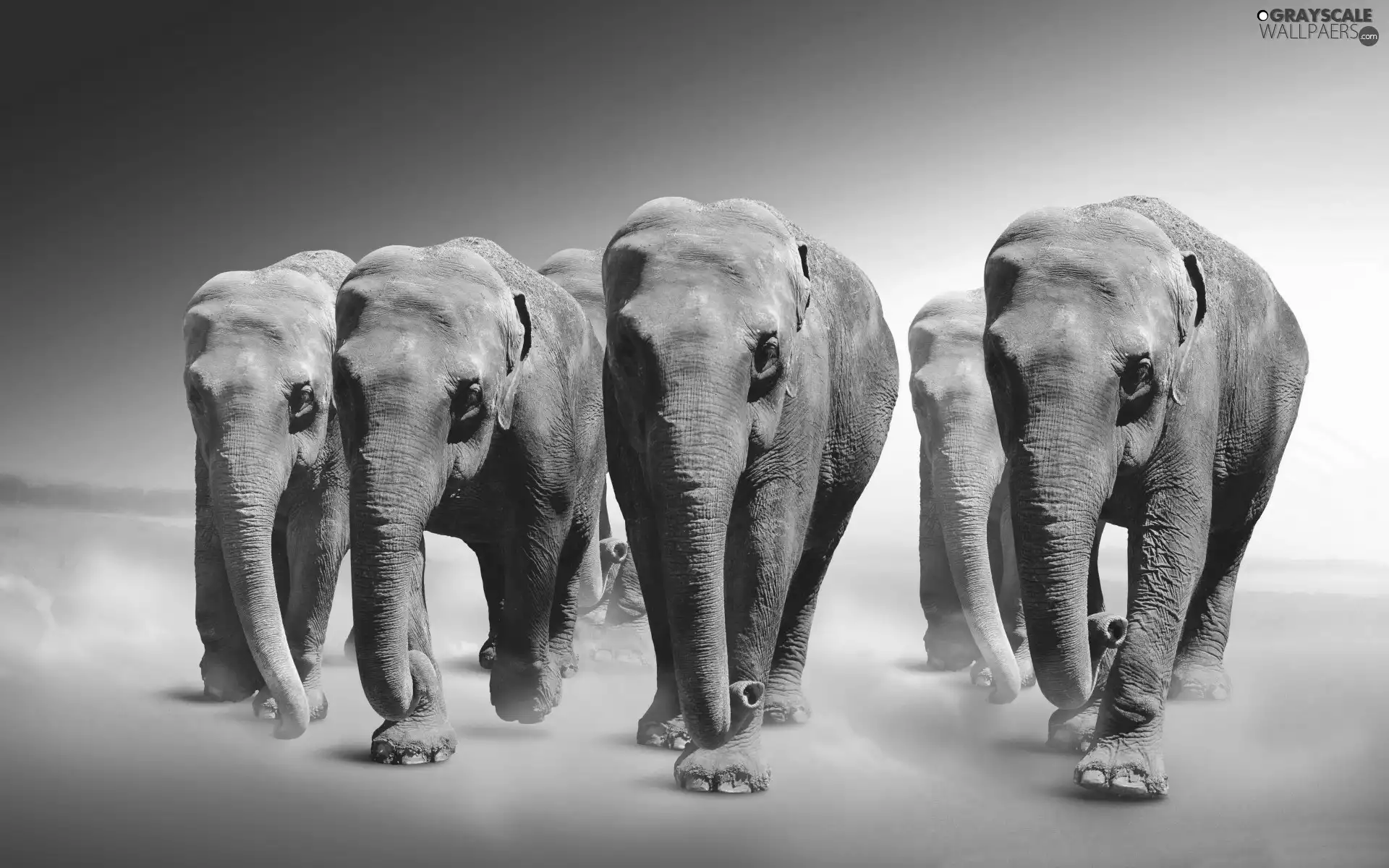 elephants, five, powerful