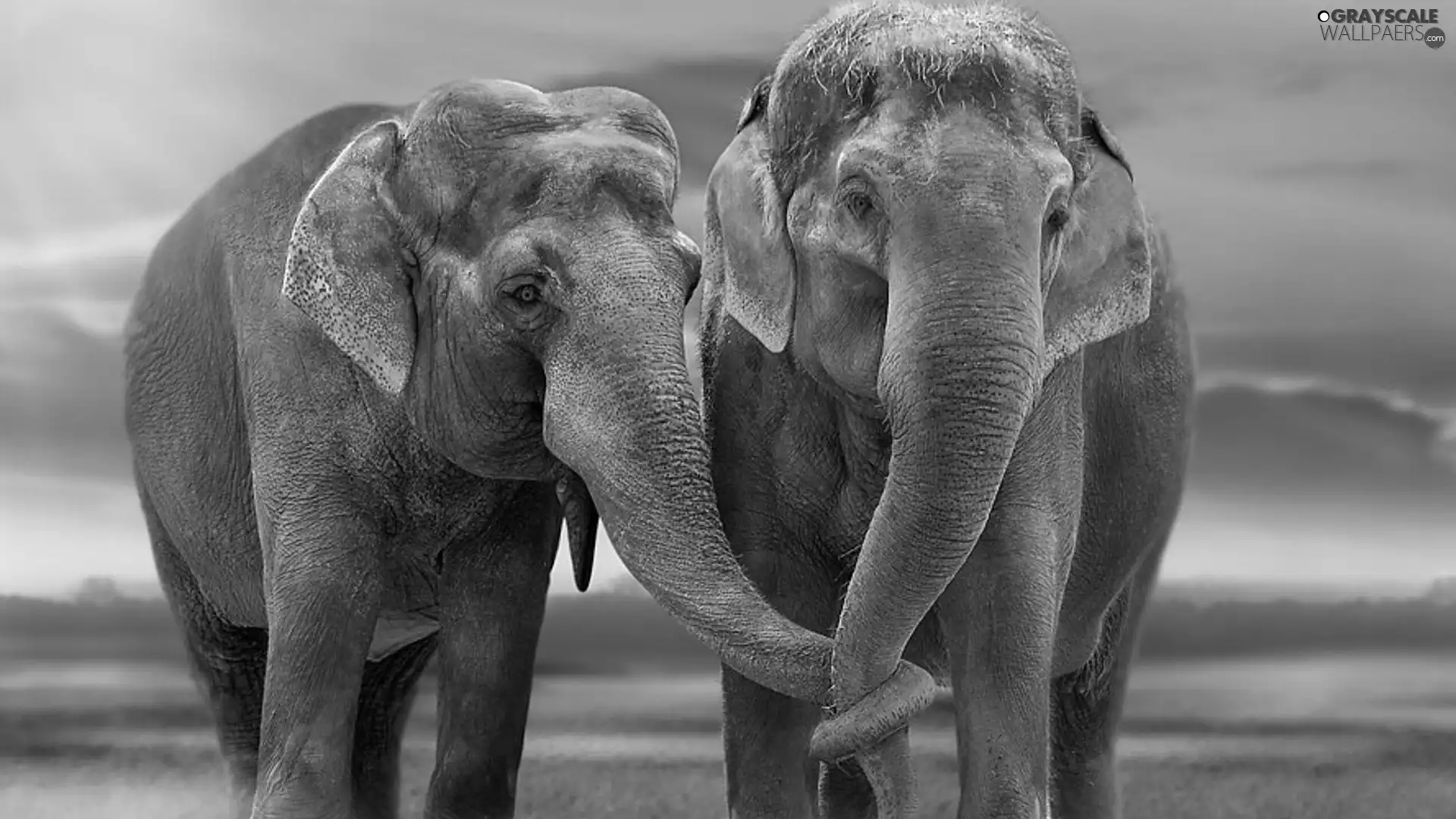 Steam, elephants