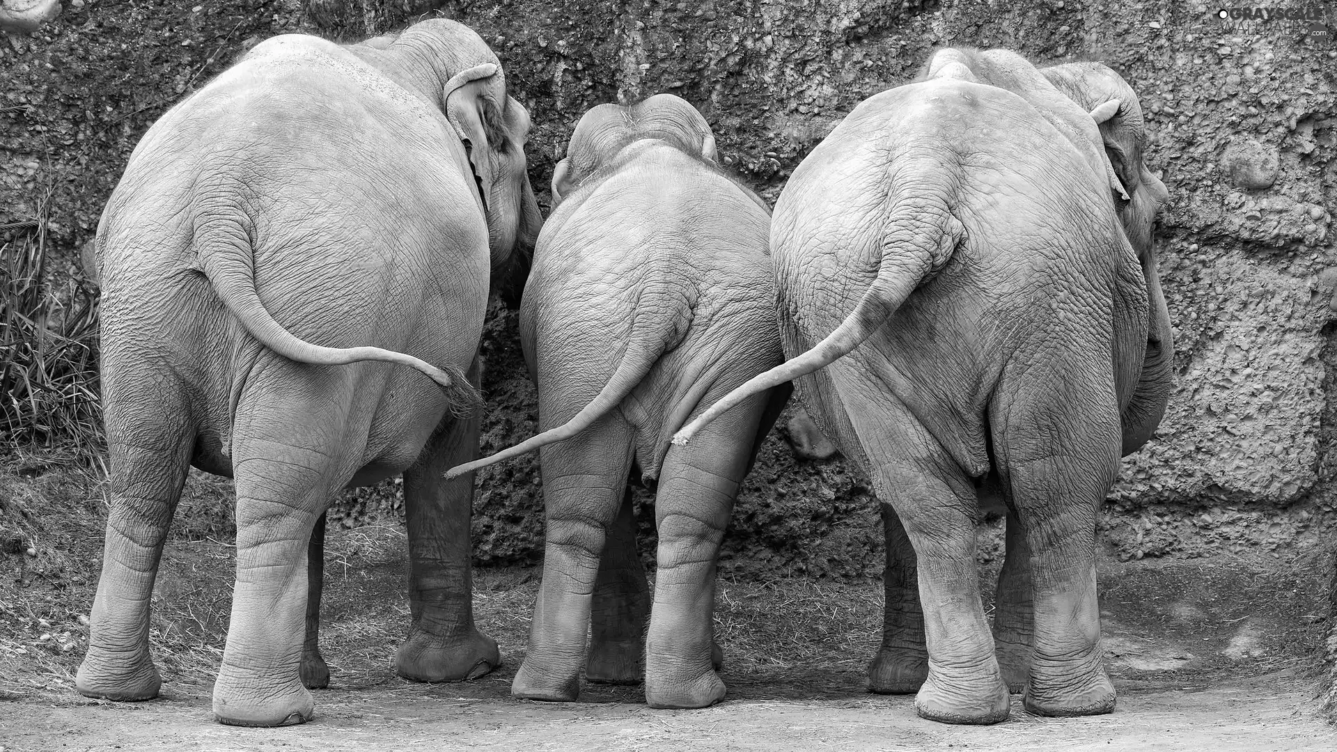 Three, Tails, rocks, Elephants