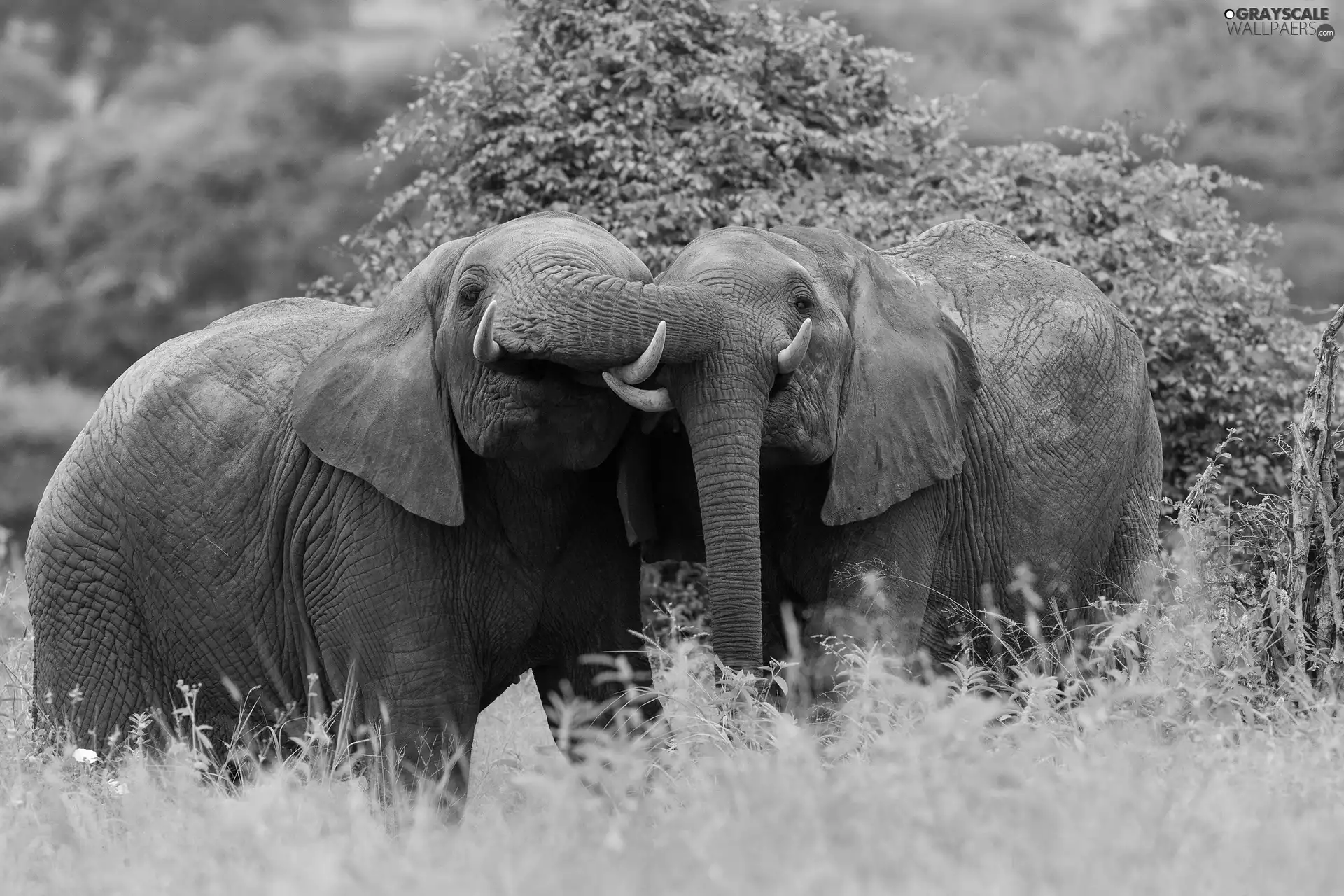 grass, Two cars, Elephants