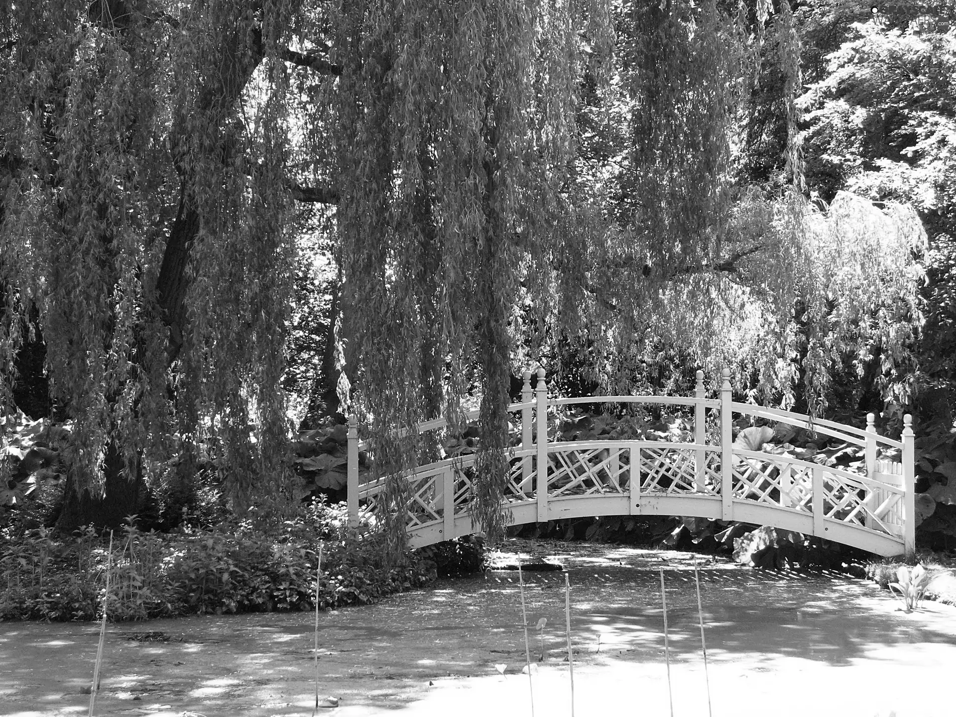 Park, bridges, England, Pond - car