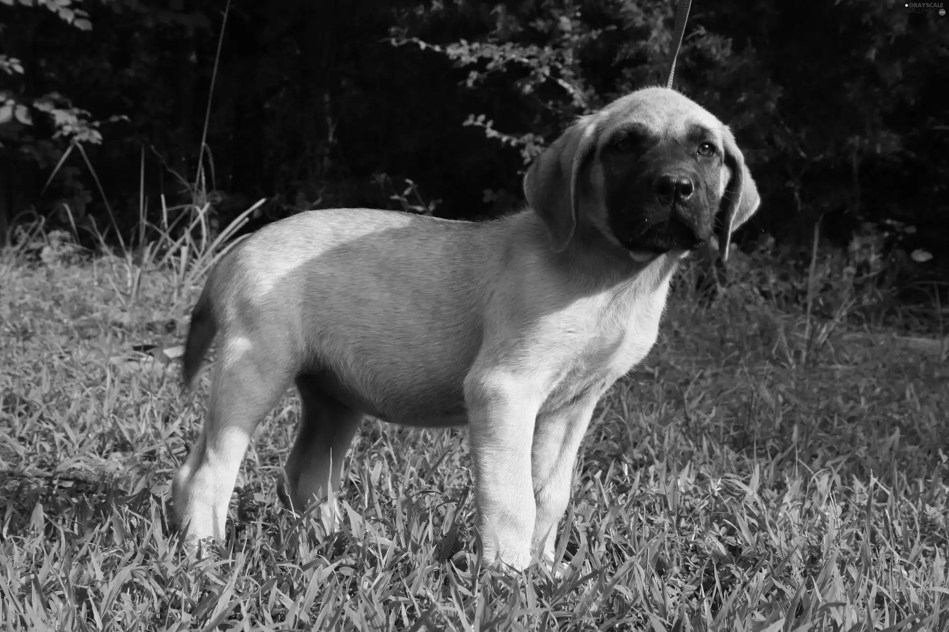 Mastiff, young, English mastiff