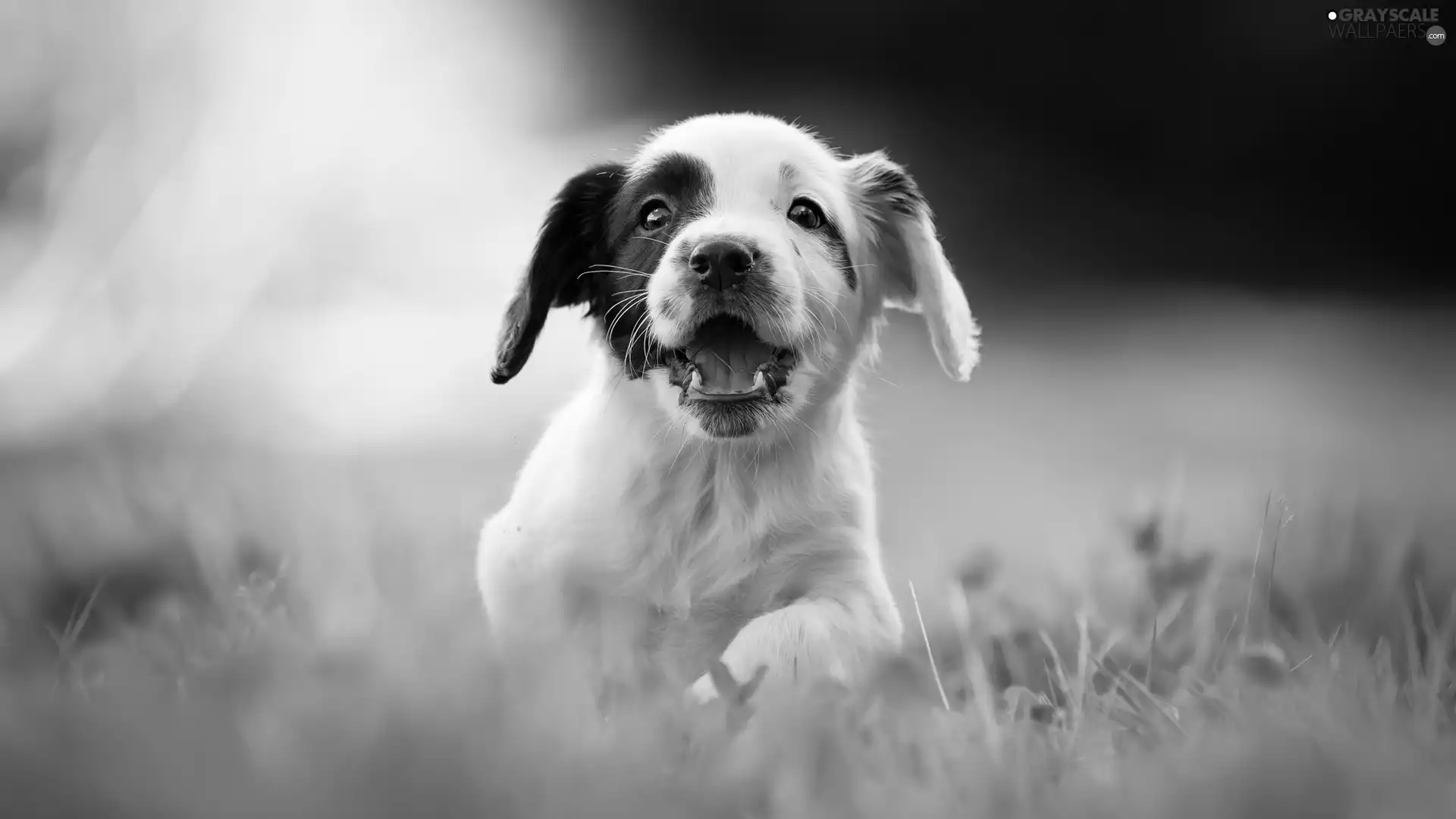 Puppy, fuzzy, background, English Cocker Spaniel