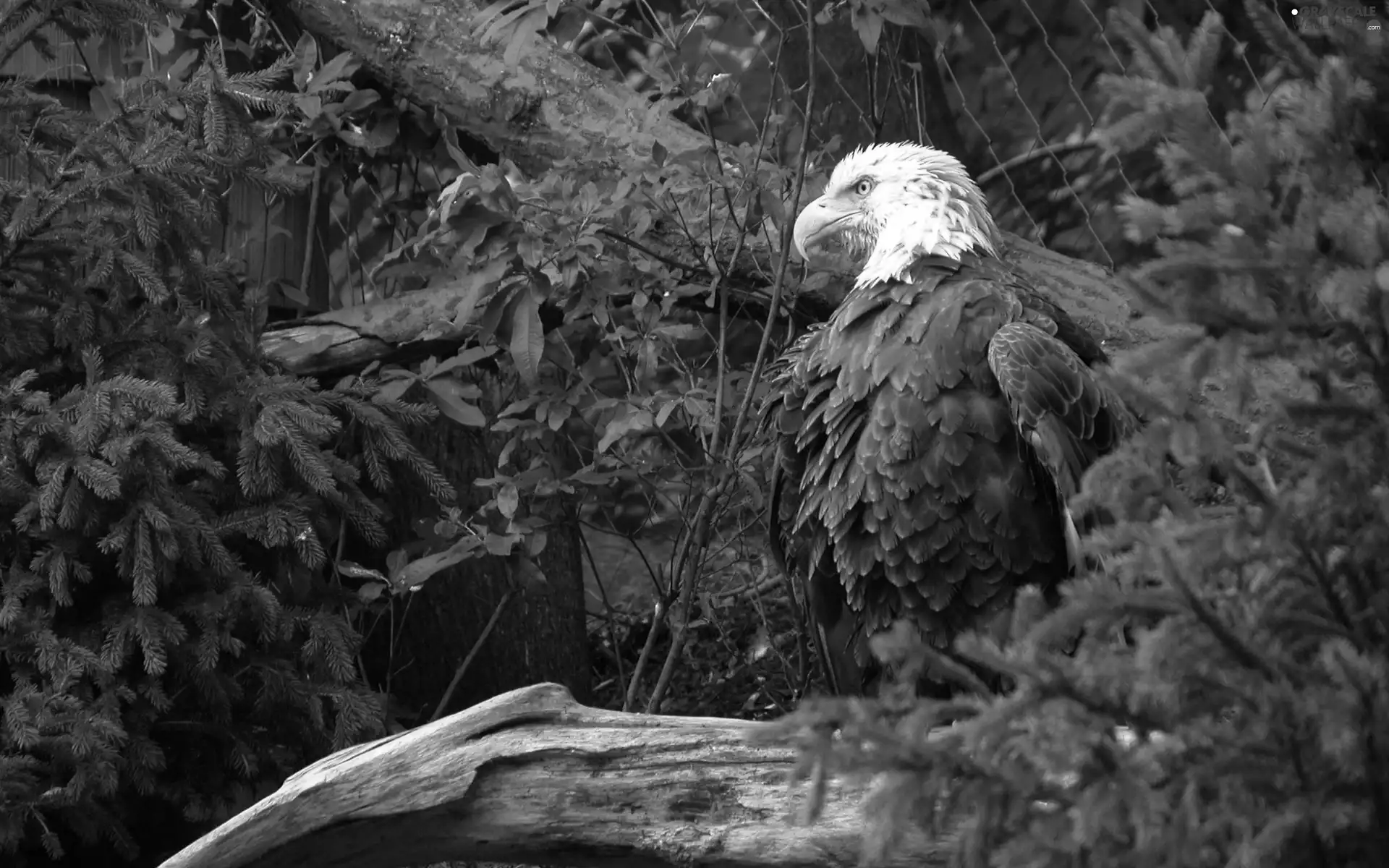 American Bald Eagle