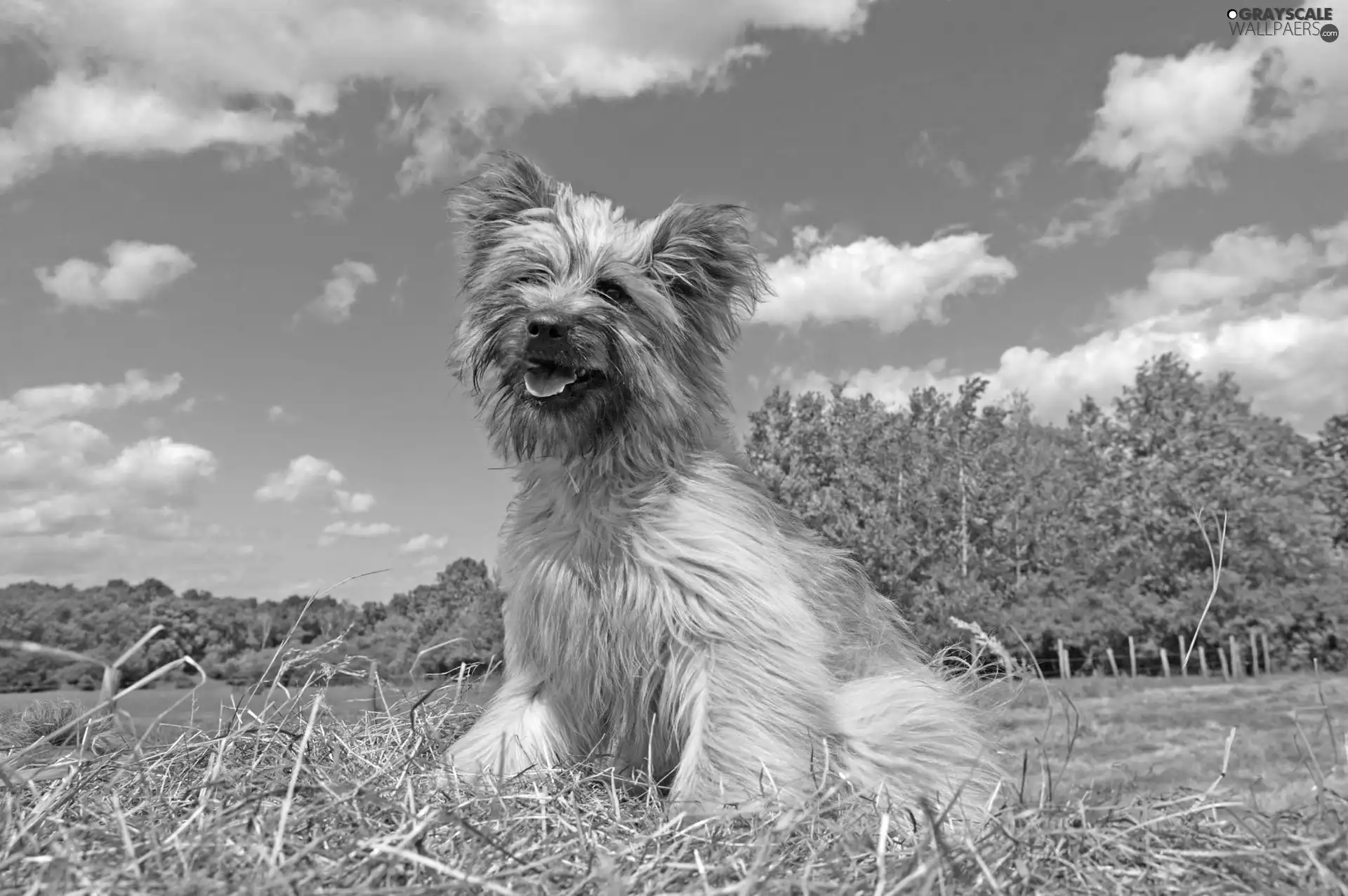 Sky, clouds, Berger des Pyrénées, Blue, Pyrenean Shepherd