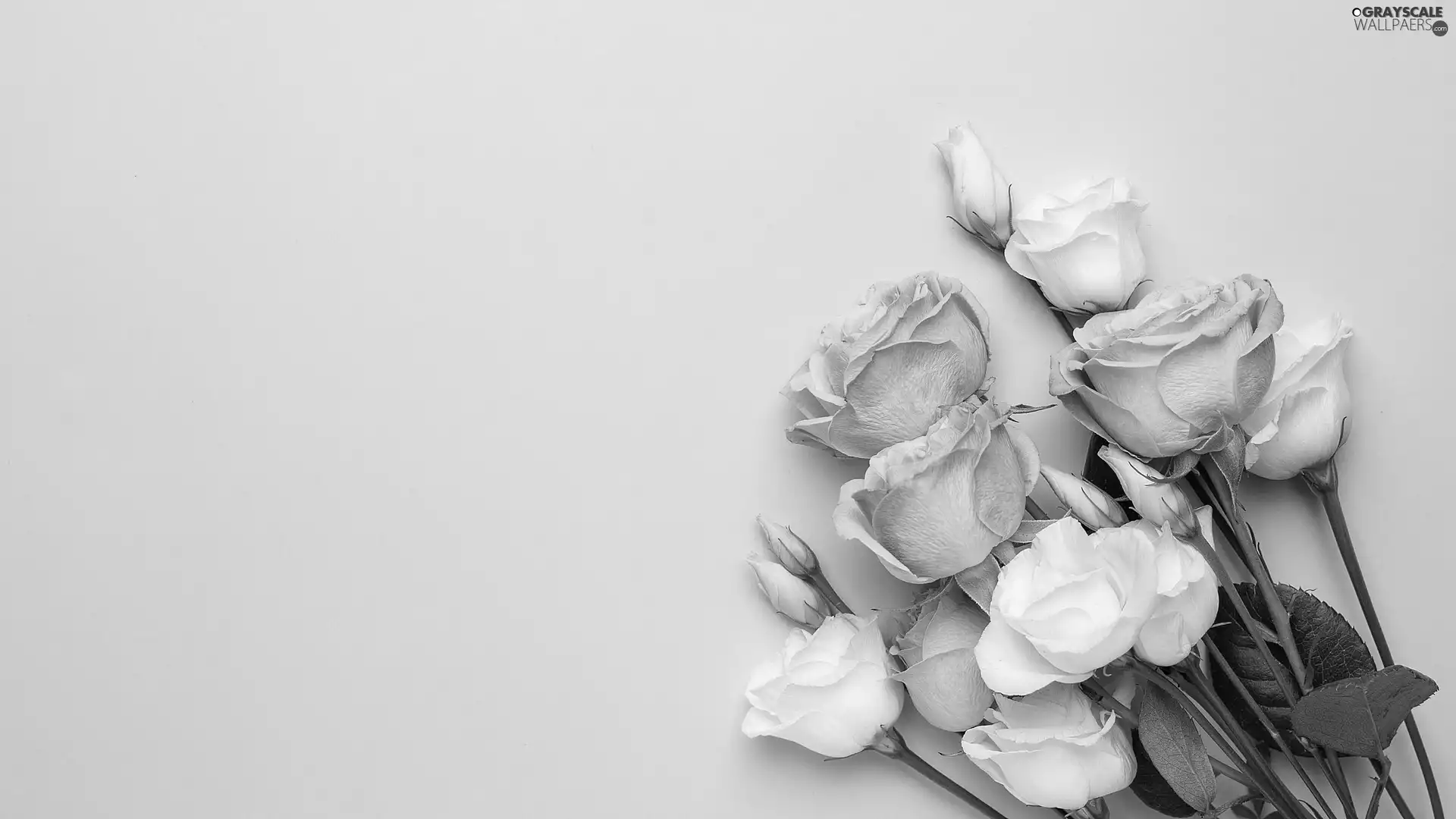 White, Pink, roses, Eustomy