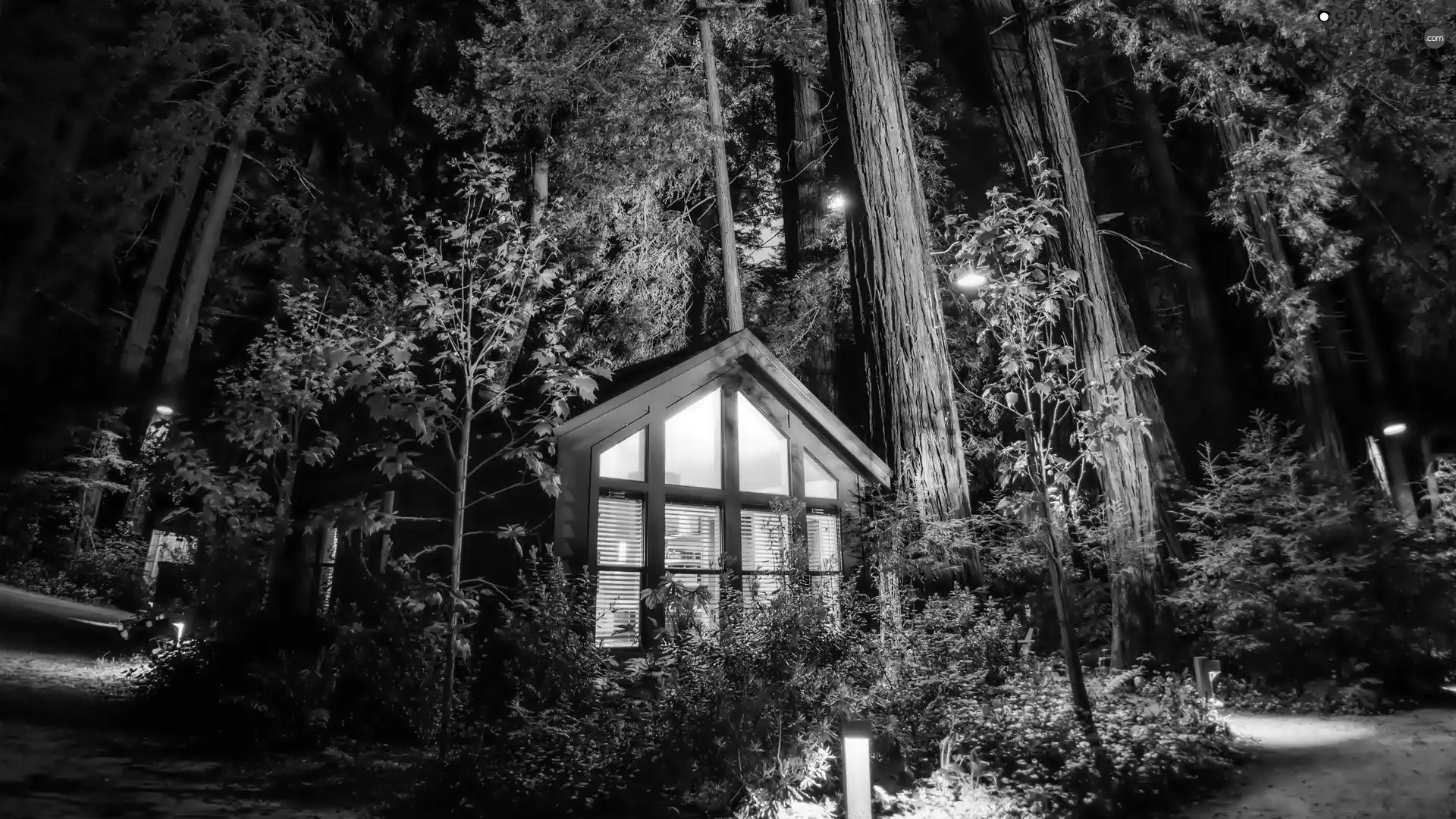 Floodlit, forest, evening, house