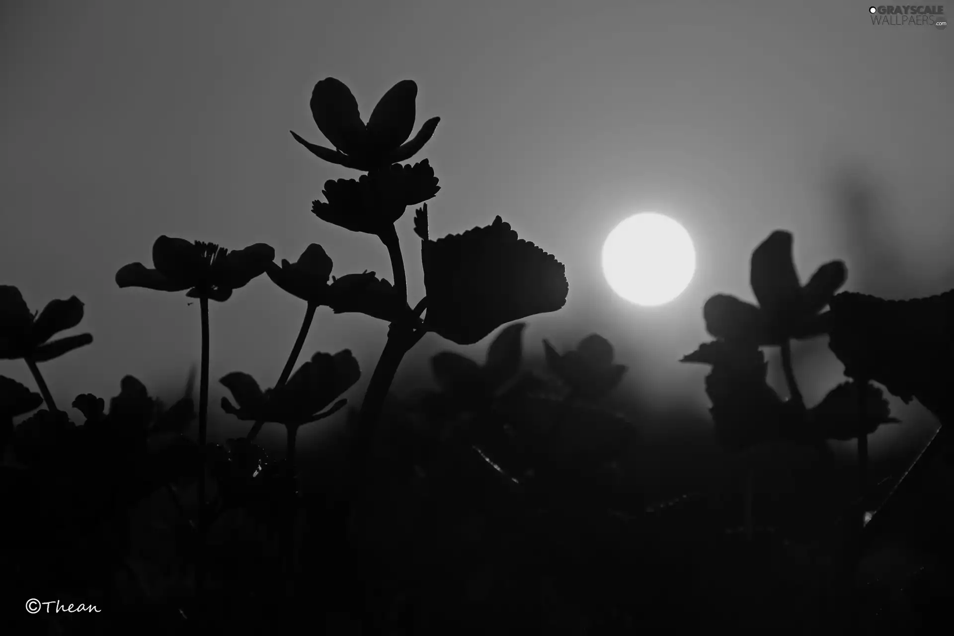 marigolds, evening