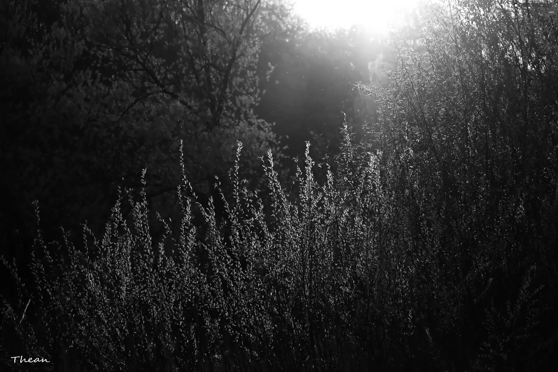 Plants, evening