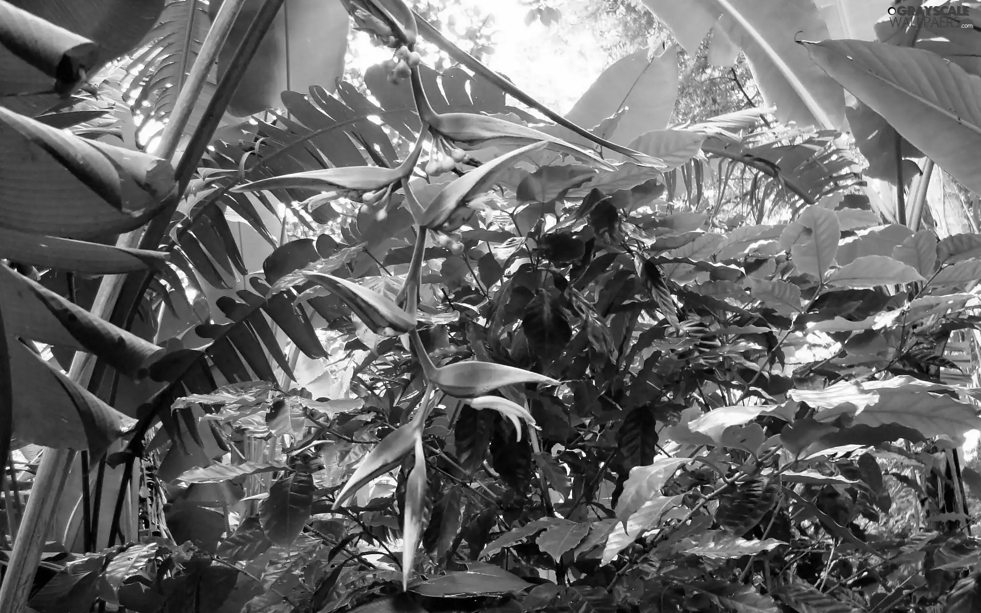 Flowers, Strelitzia Royal