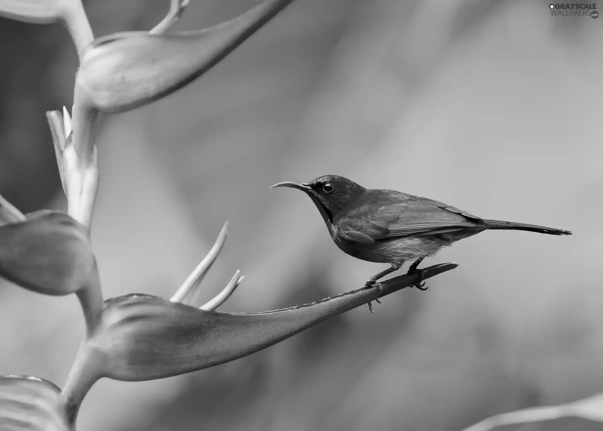 exotic, Colourfull Flowers, Gray, birdies, red