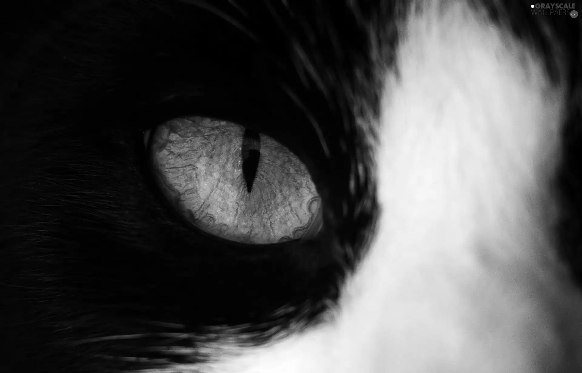 black, cat, eye, White