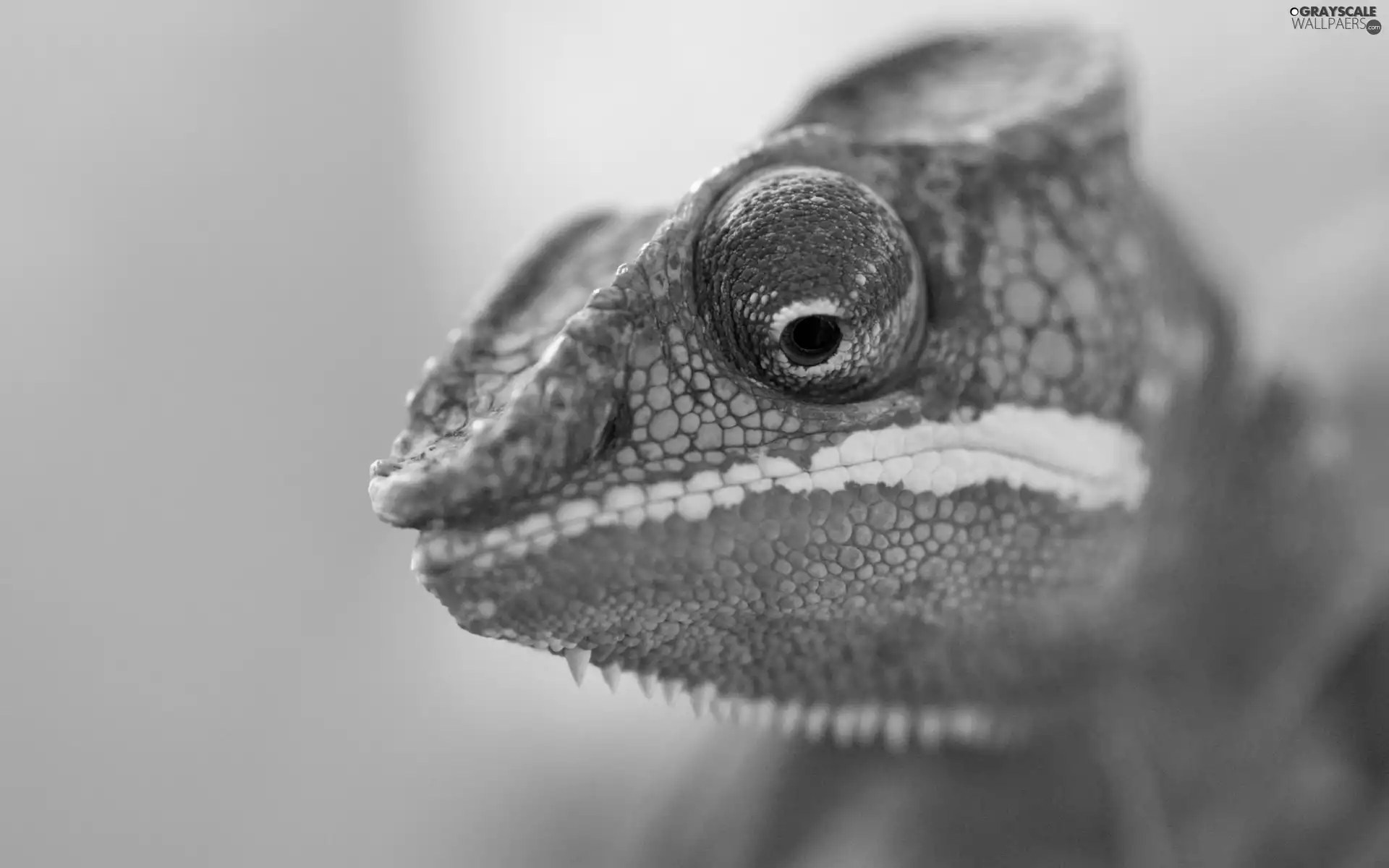 Cameleon, eye