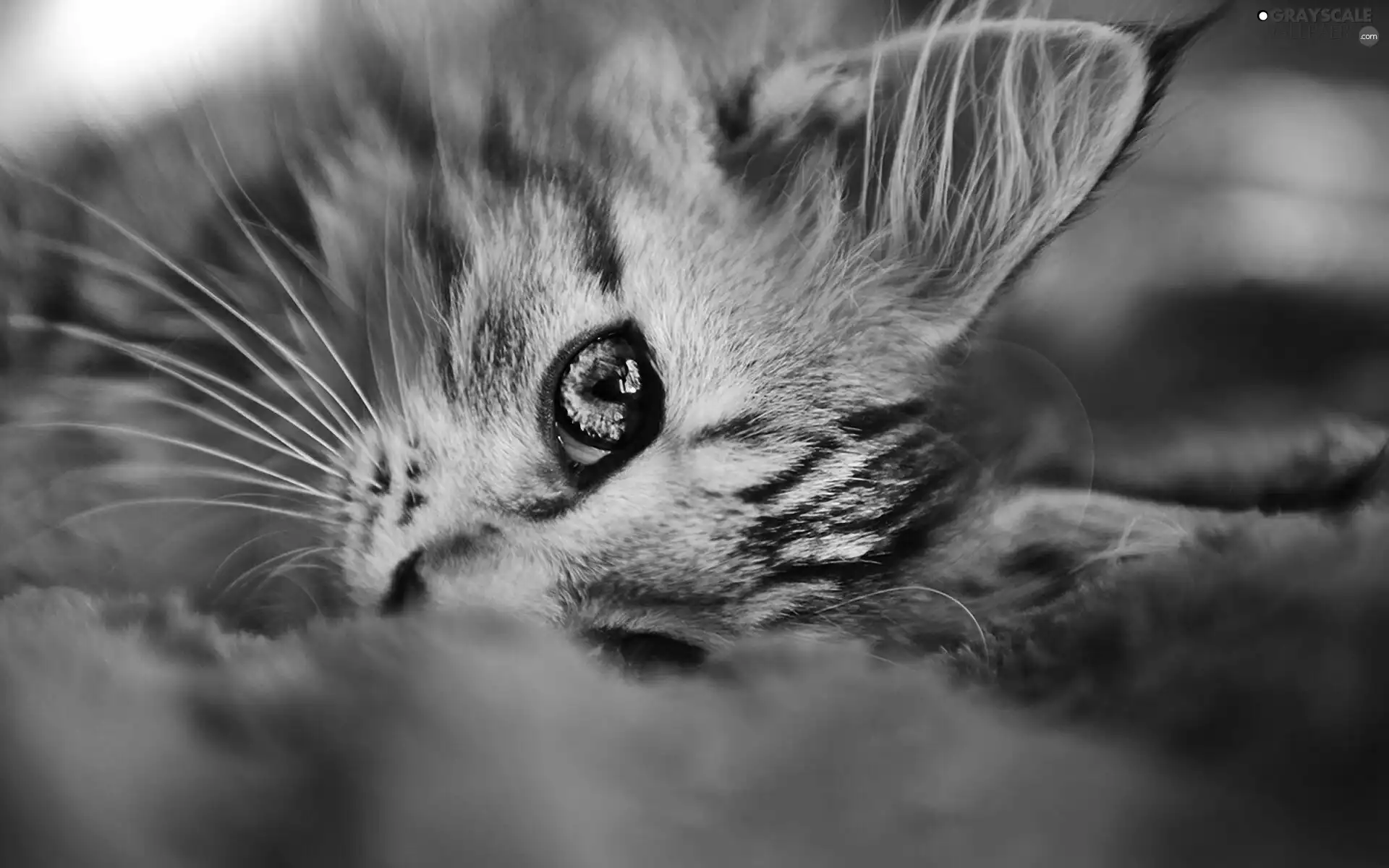 eye, kitten, mouth