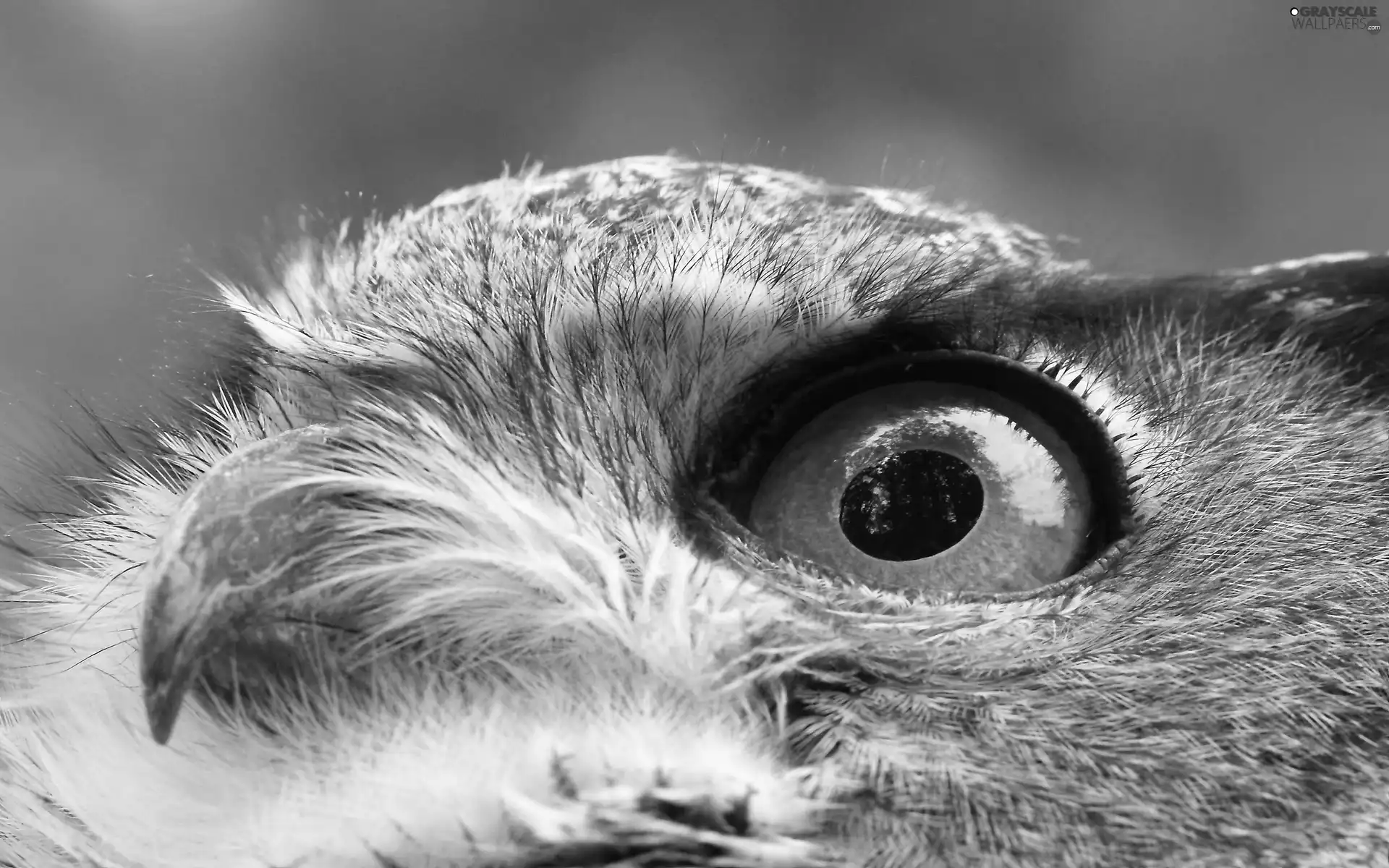 eye, Bird, owl