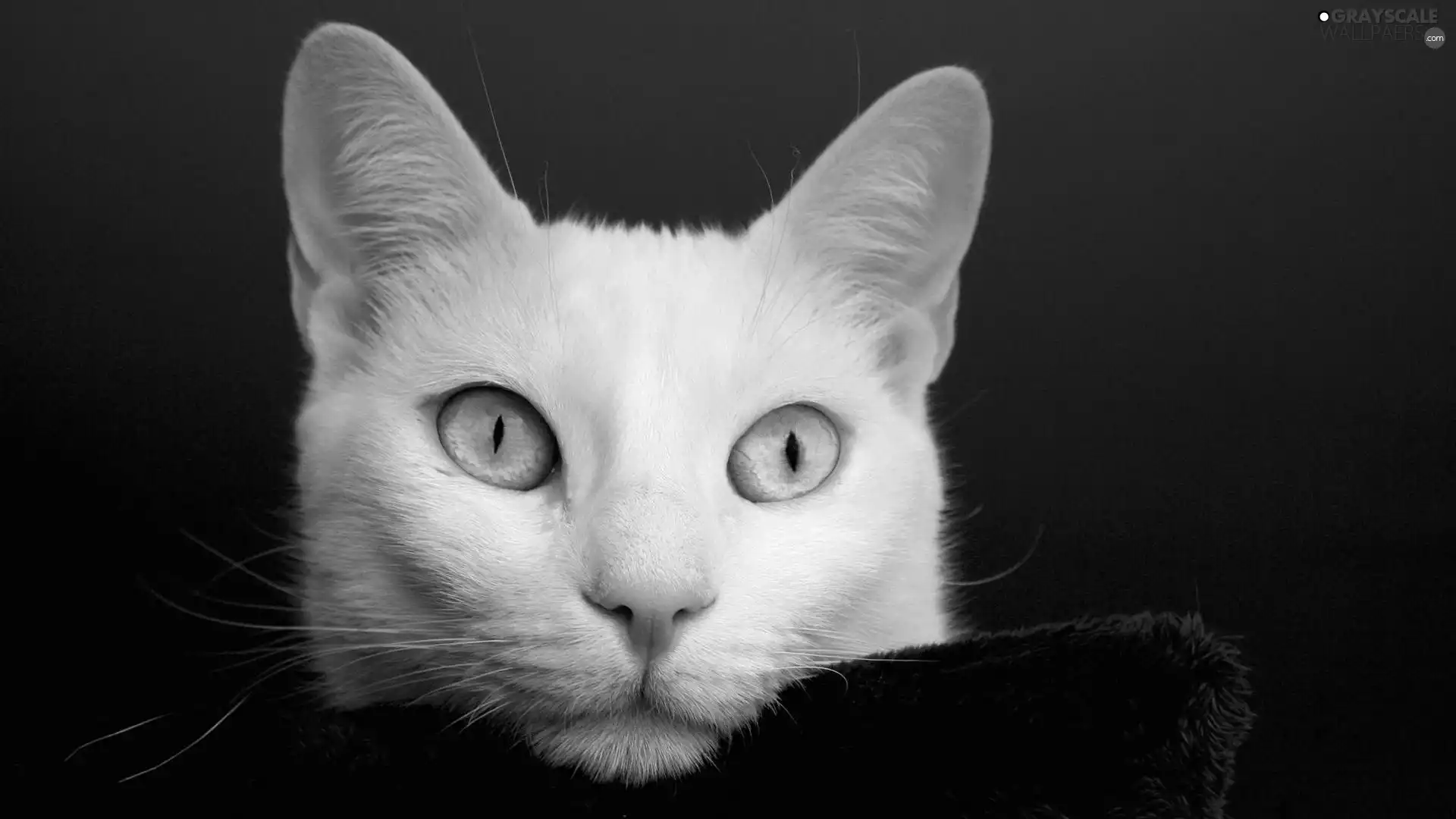 cat, Turkish Angora