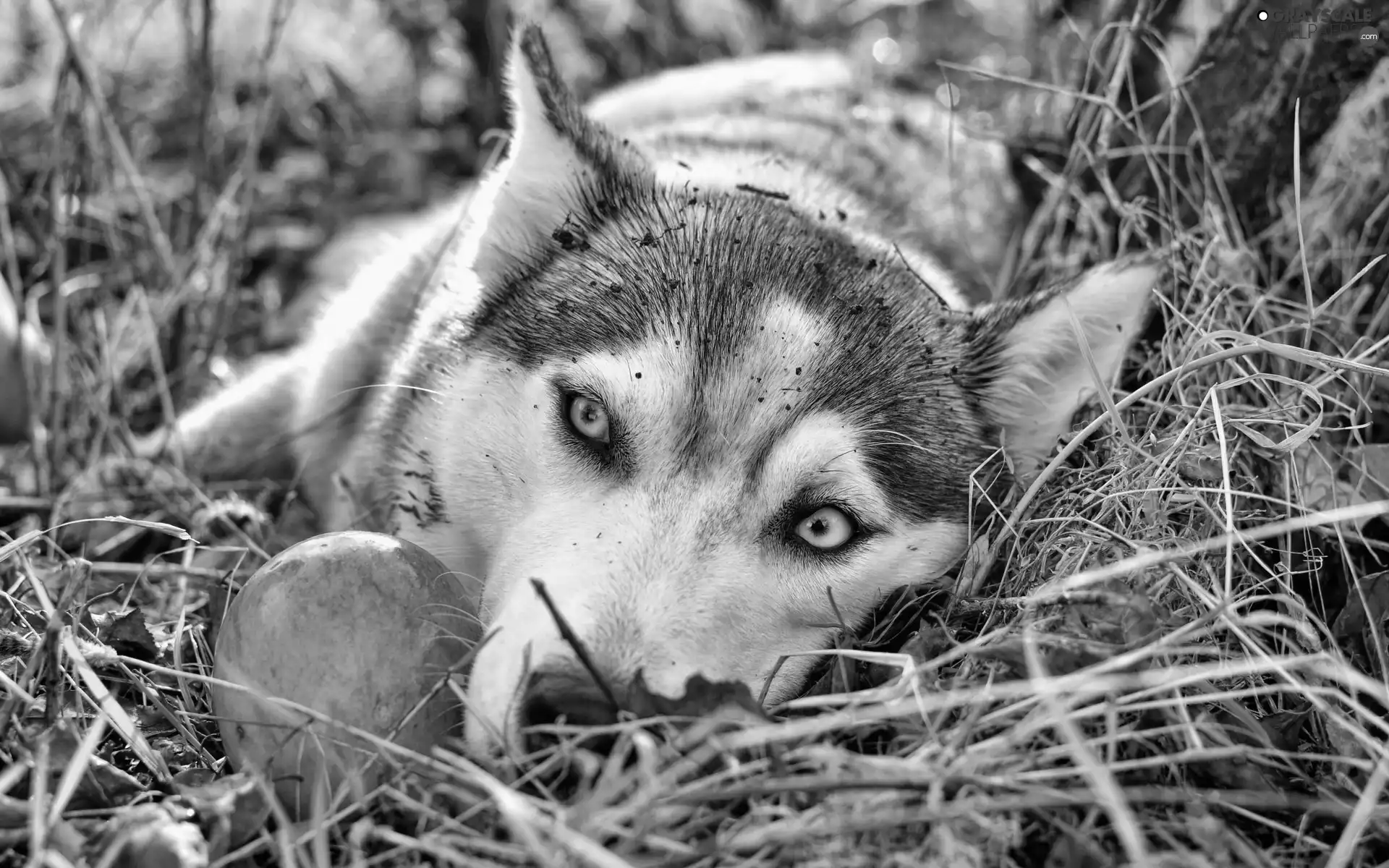 Siberian Husky, blue, Eyes