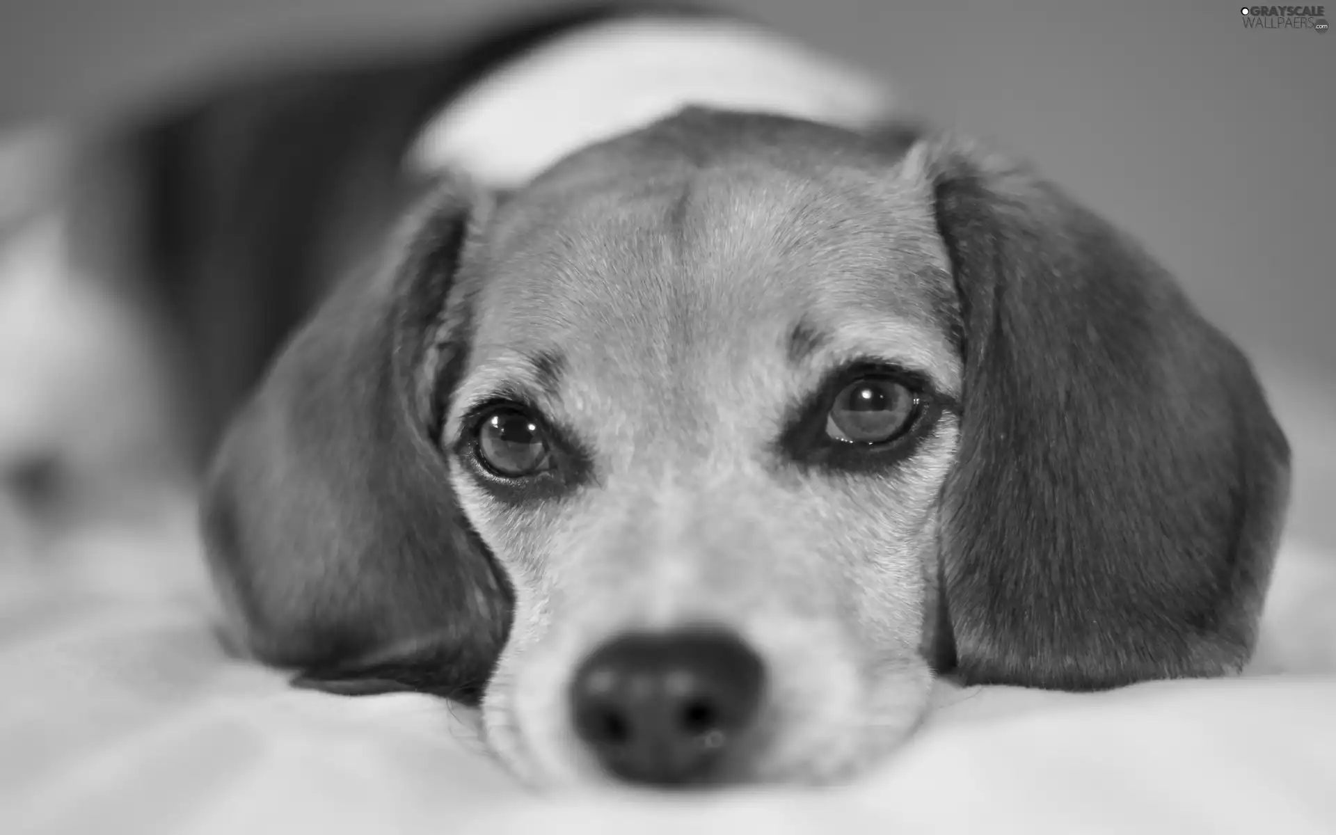 Beagle, muzzle, Eyes, dog