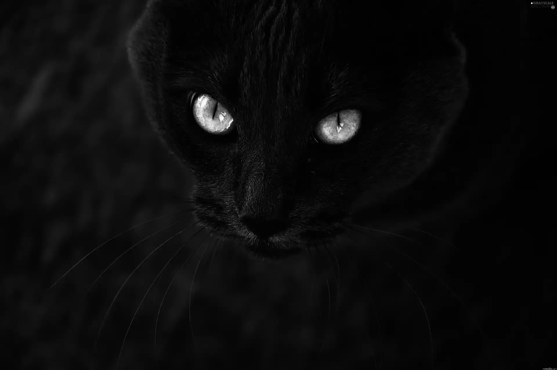 Black, glowing, Eyes, cat