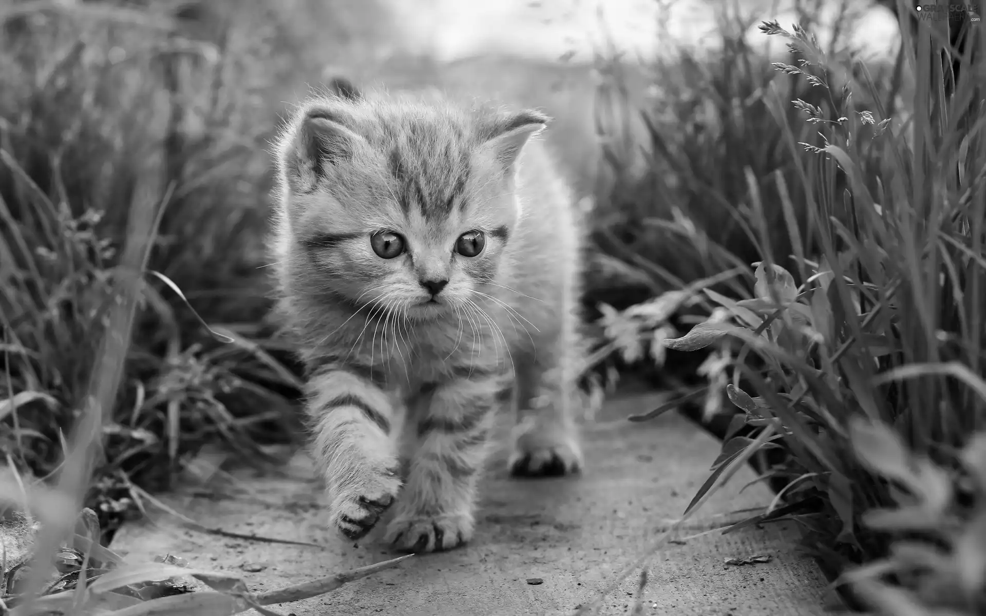 Eyes, kitten, Blue