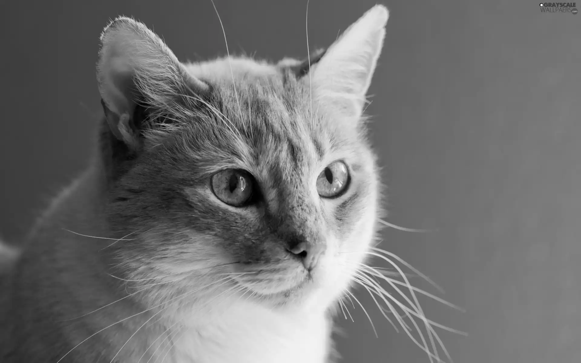 Eyes, kitten, Blue