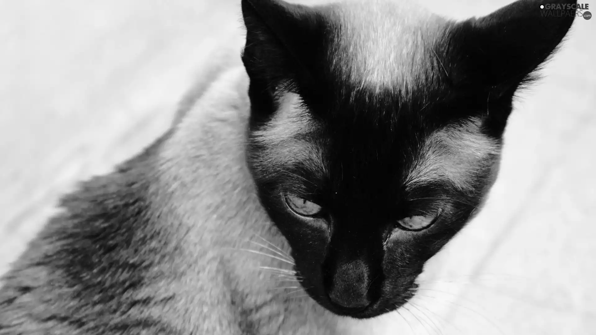 cat, Eyes