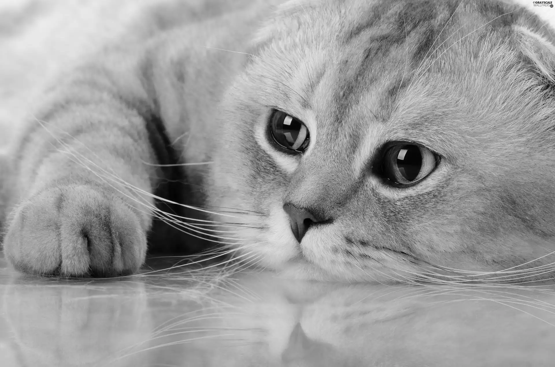 cat, Eyes