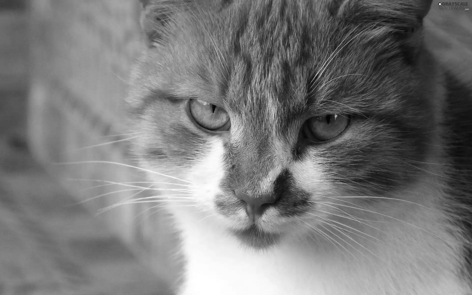 Eyes, ginger, cat