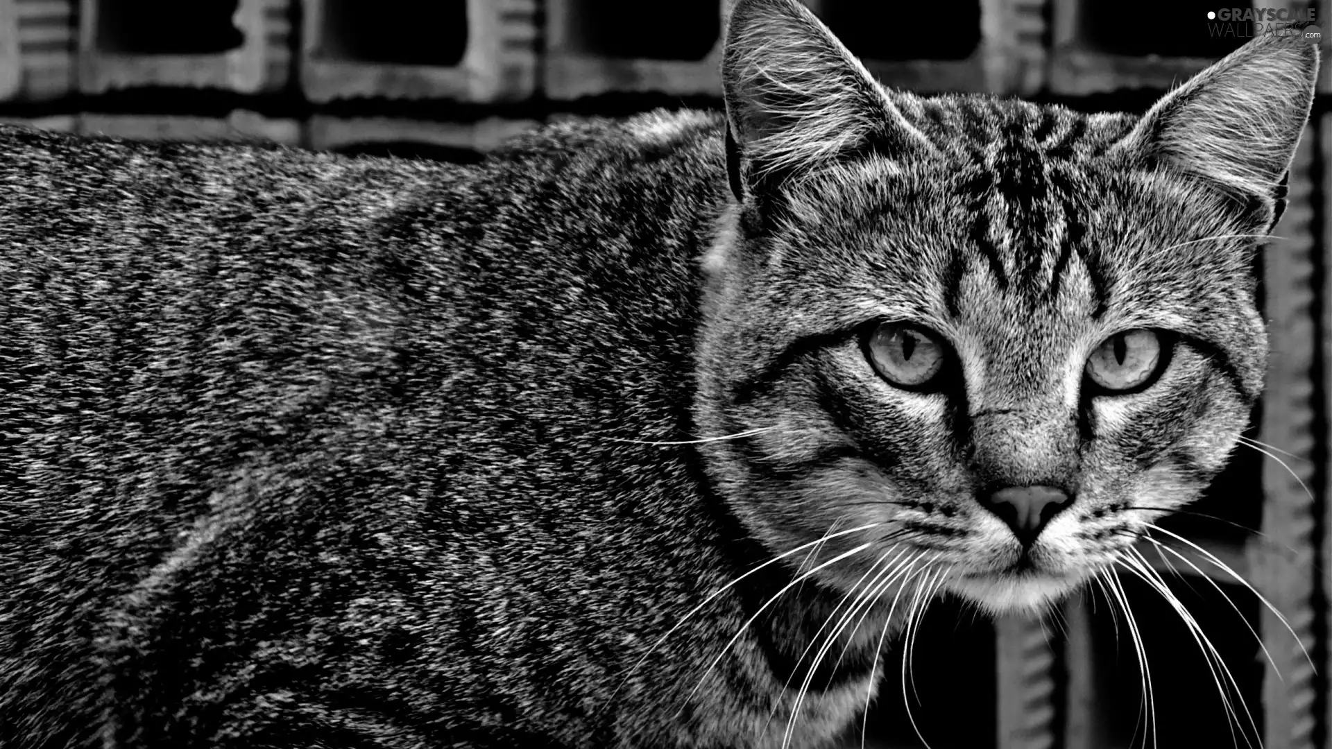 Eyes, Gray, cat