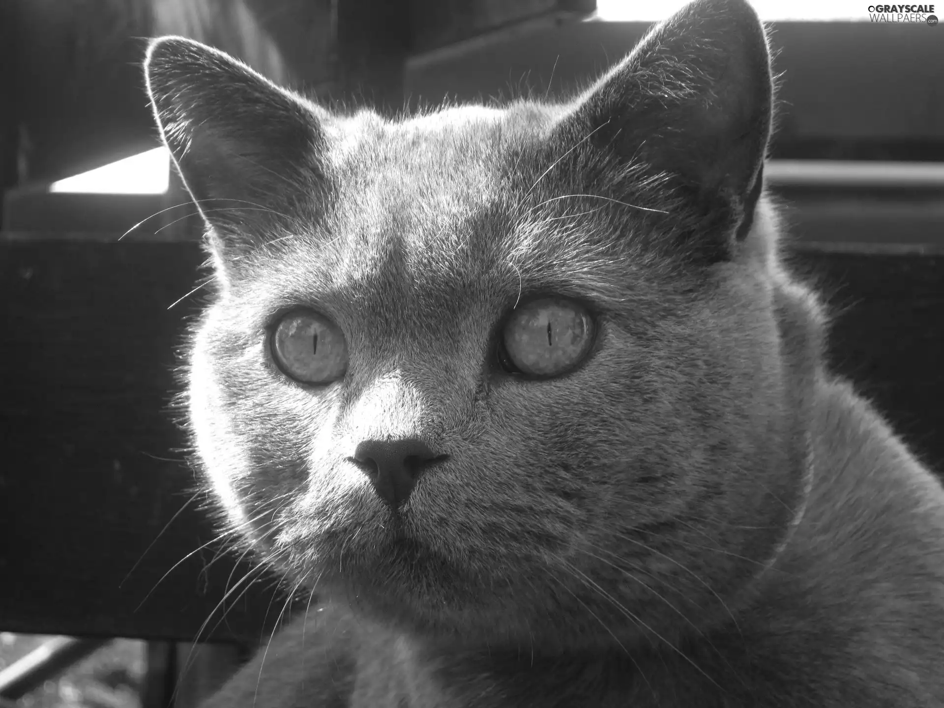 Eyes, Gray, cat