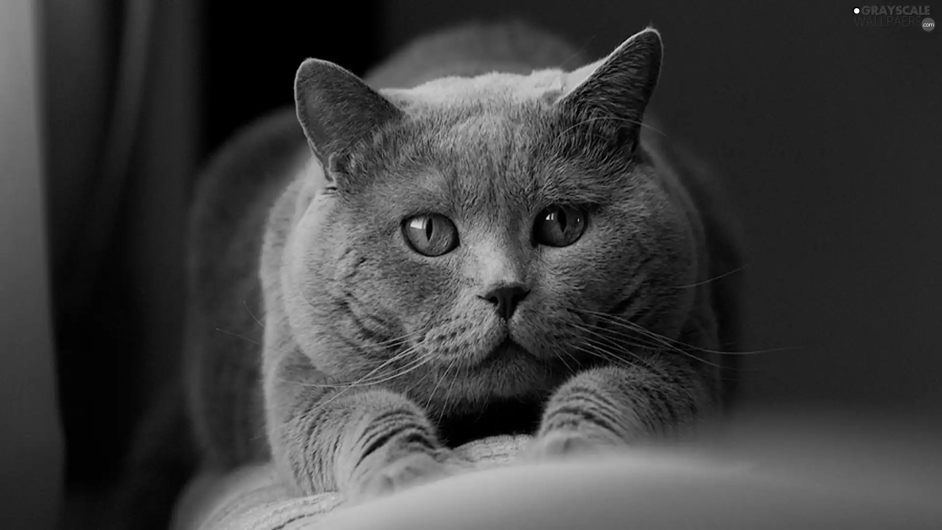 cat, Orange, Eyes, Sofa