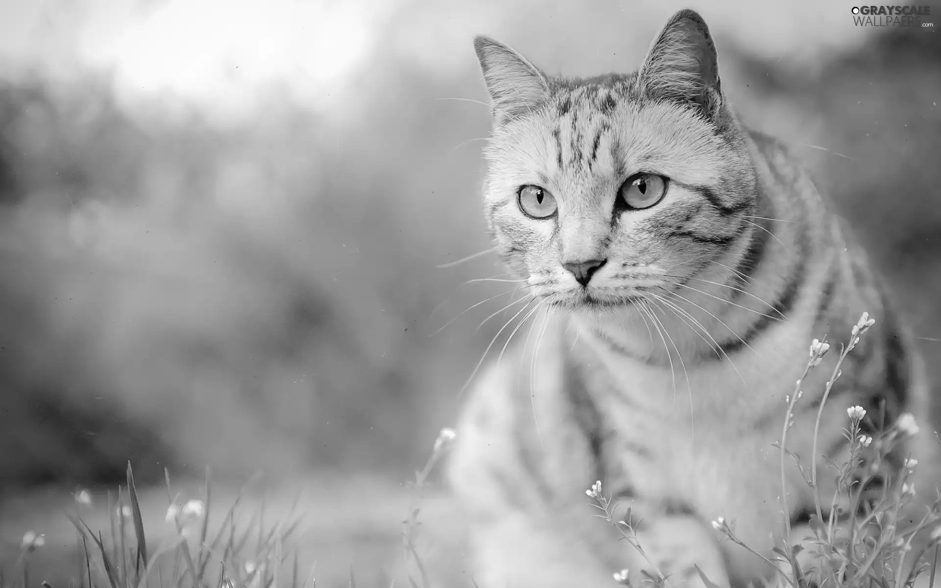 cat, Eyes
