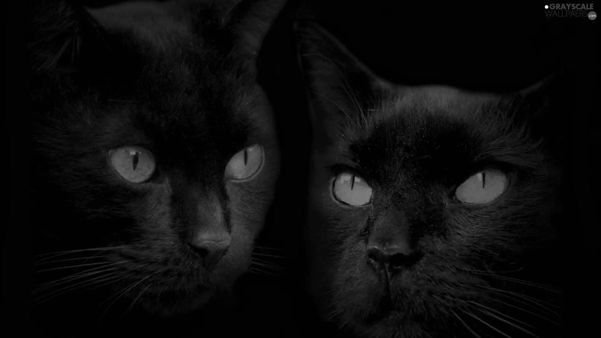 Eyes, Black, cats