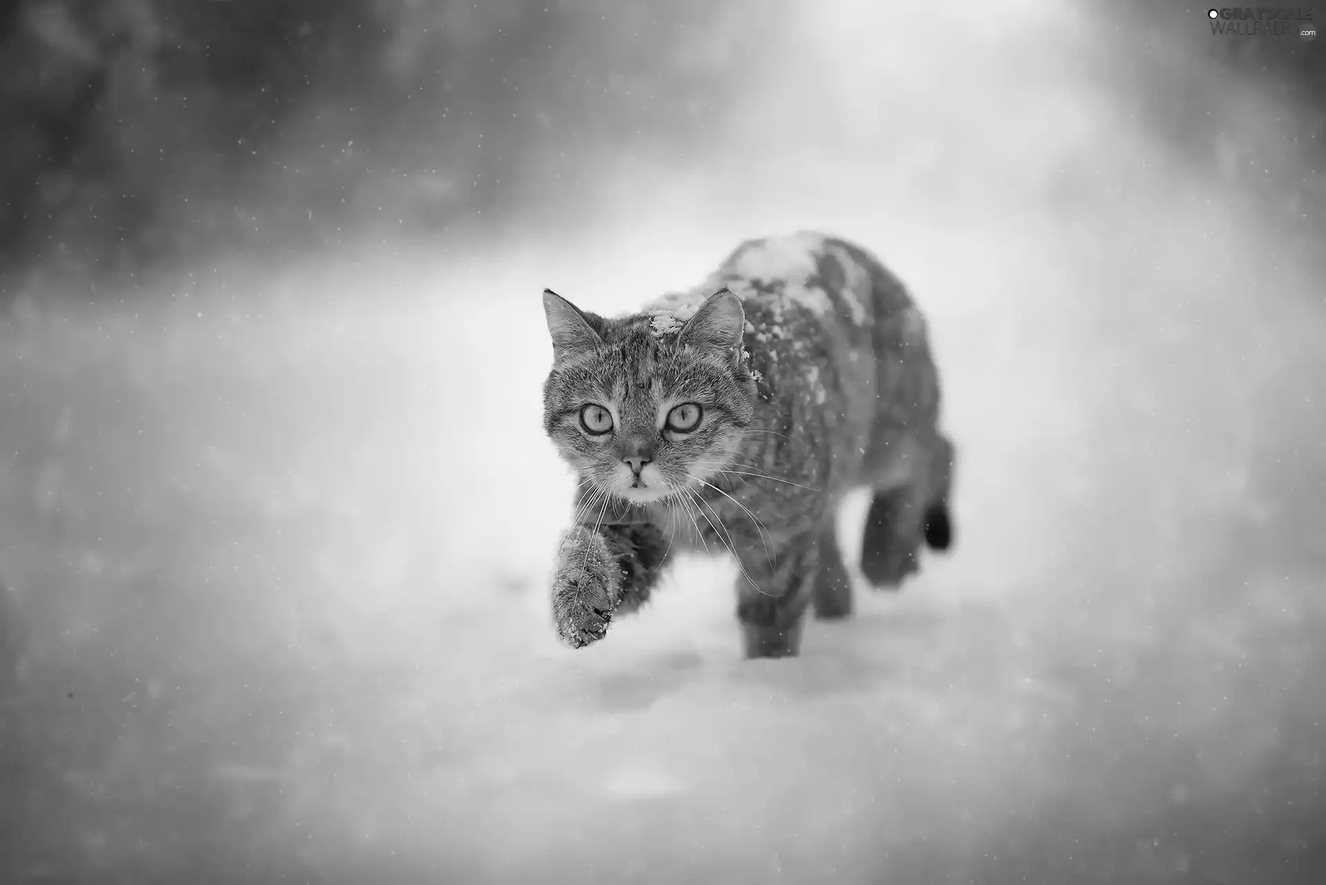 cat, small, Blue, Eyes, snow, dun