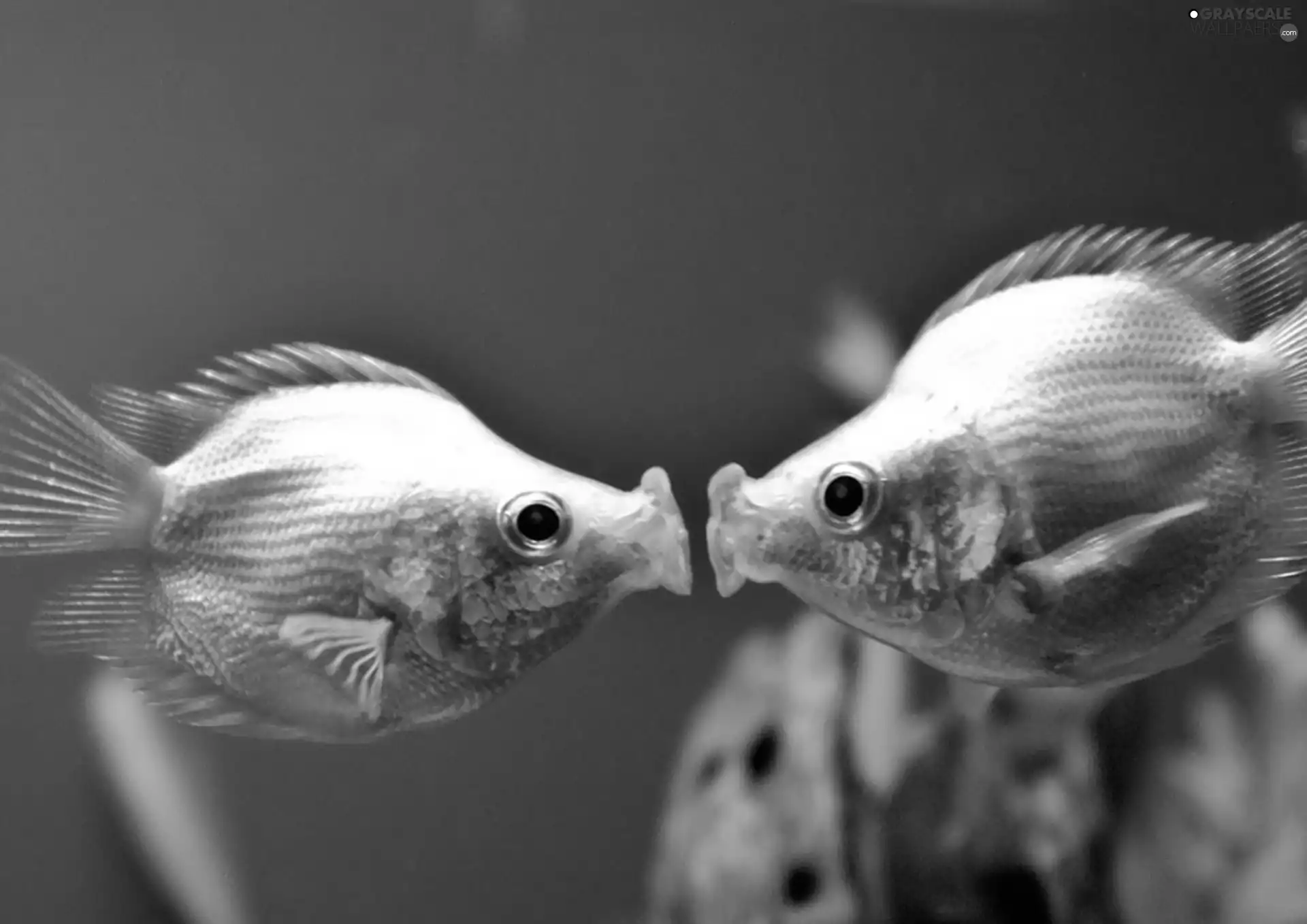 Eyes, Fins, exotic, water, fishes