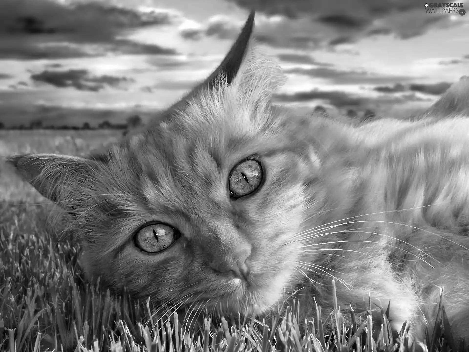 Eyes, grass, cat, green ones, ginger