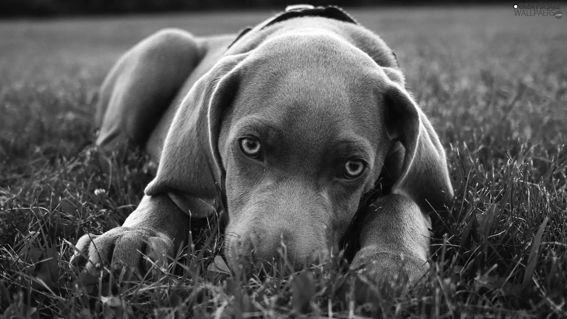 Gray, Blue, Eyes, dog